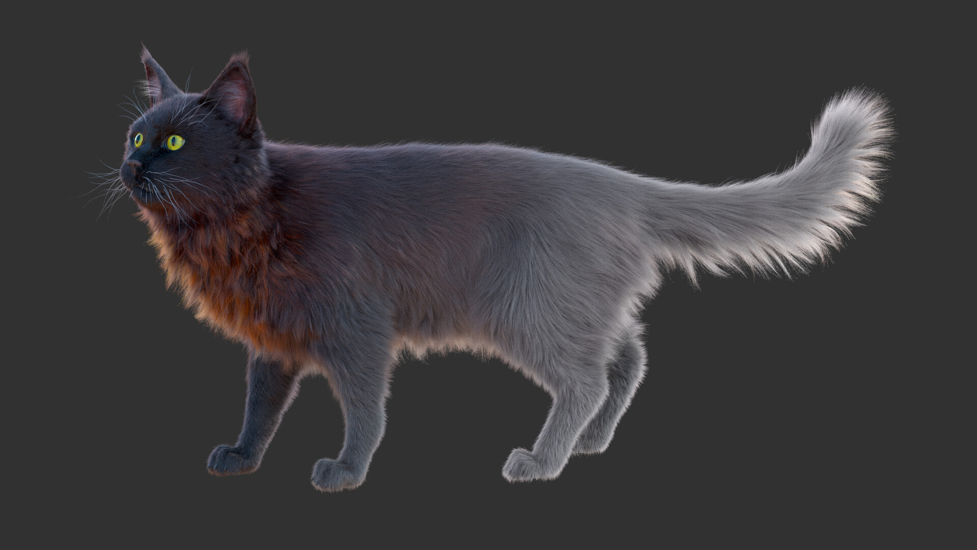 valentina-crispi-realistic-groom-maine-coon-cat