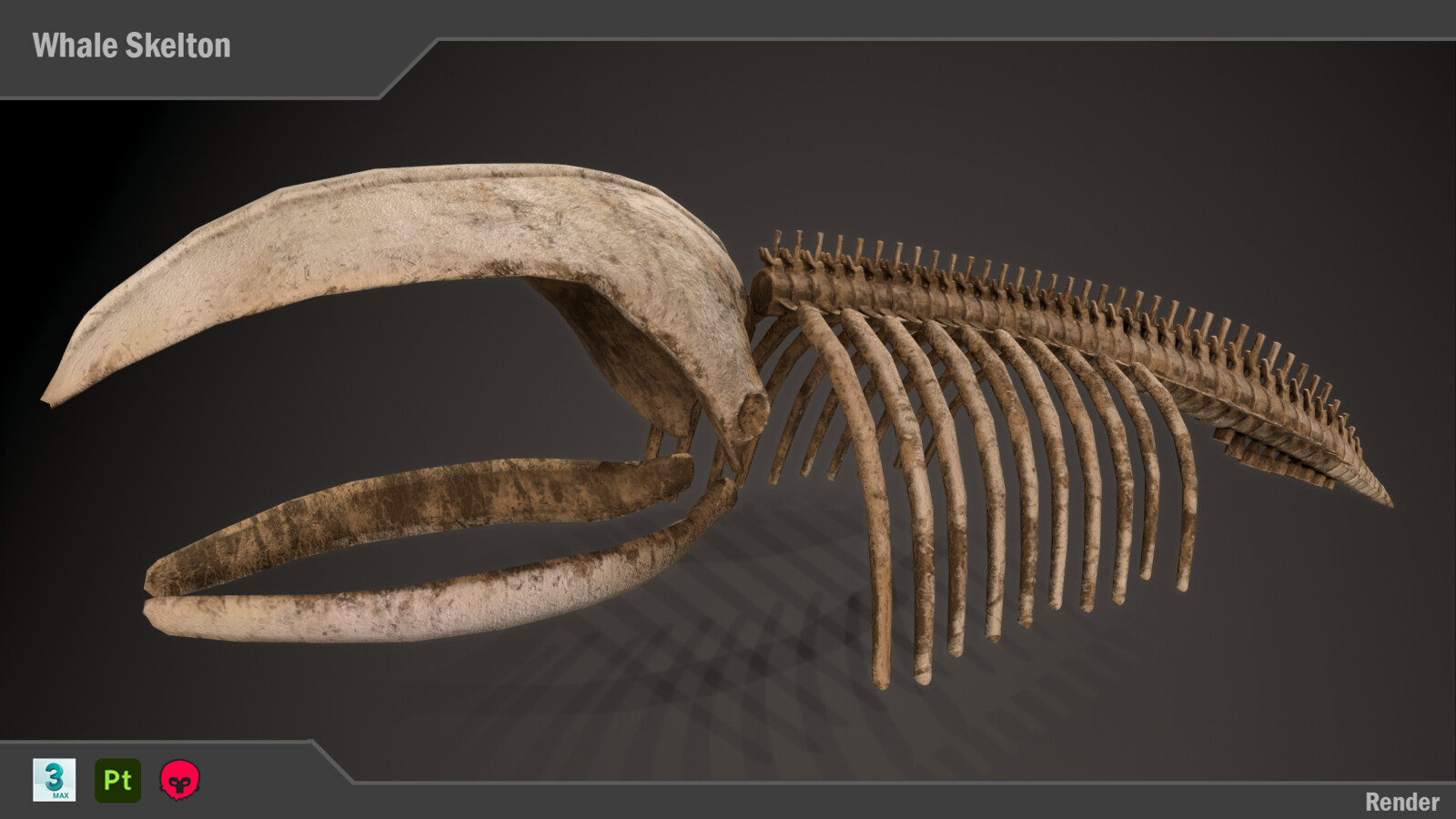 Version 1: Whale Skeleton 