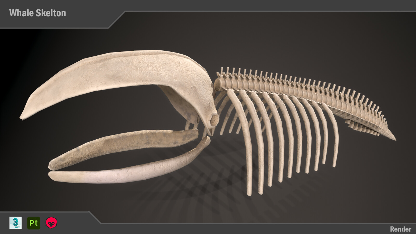 Version 2: Whale Skeleton