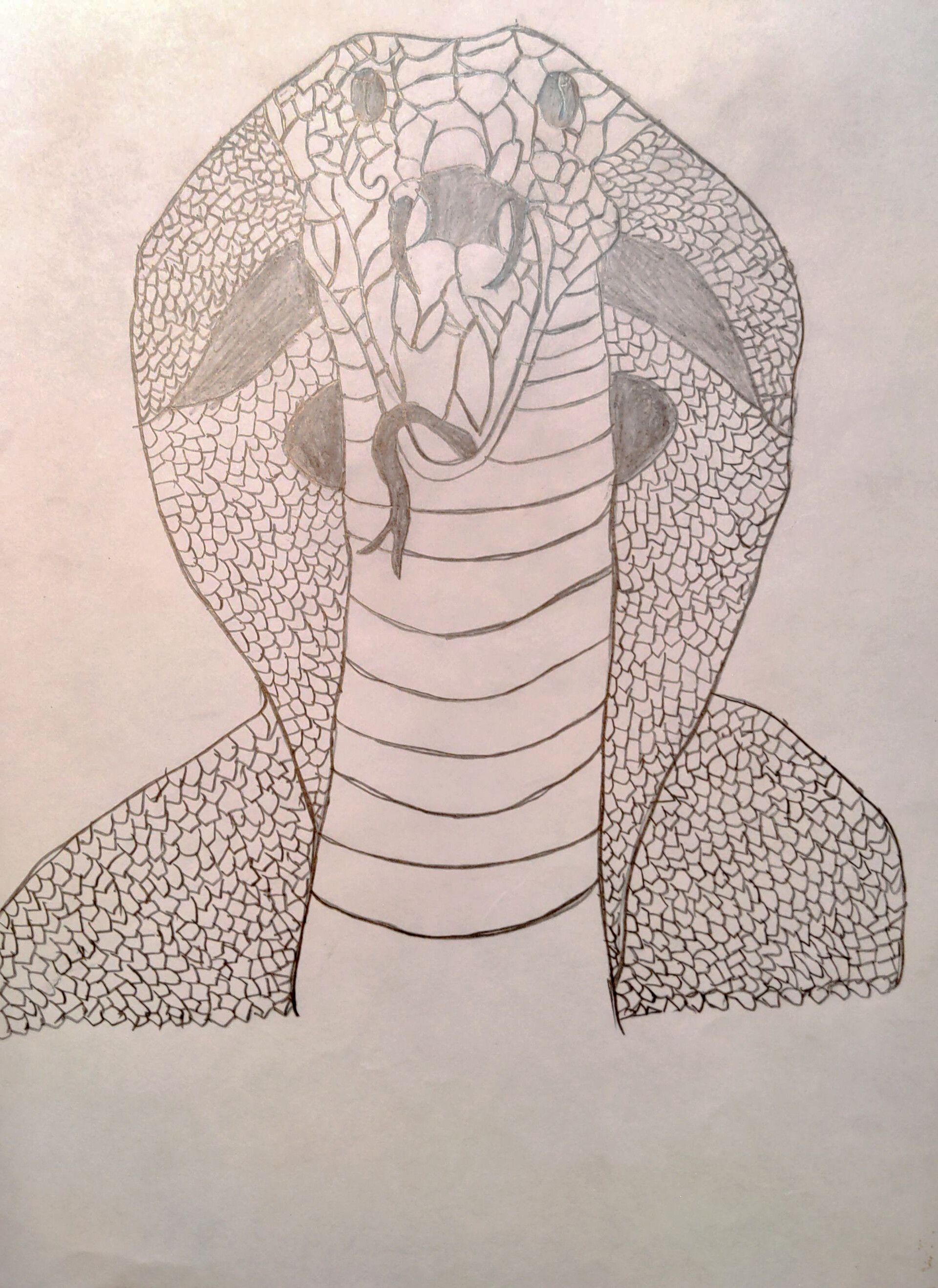 Cobra snake hand drawn sketch Reptile vector illustration 29586683 Vector  Art at Vecteezy