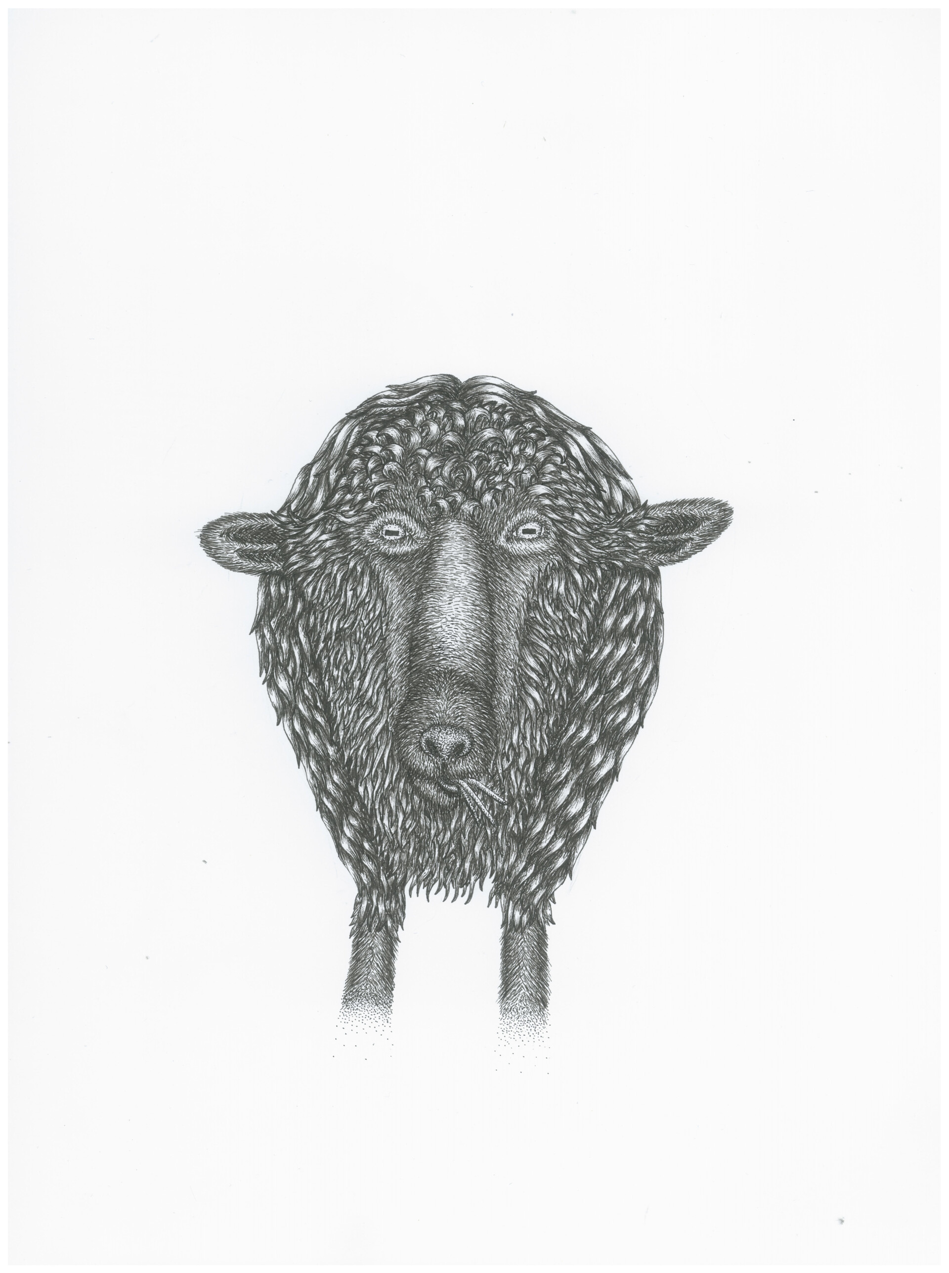 ArtStation - Black sheep