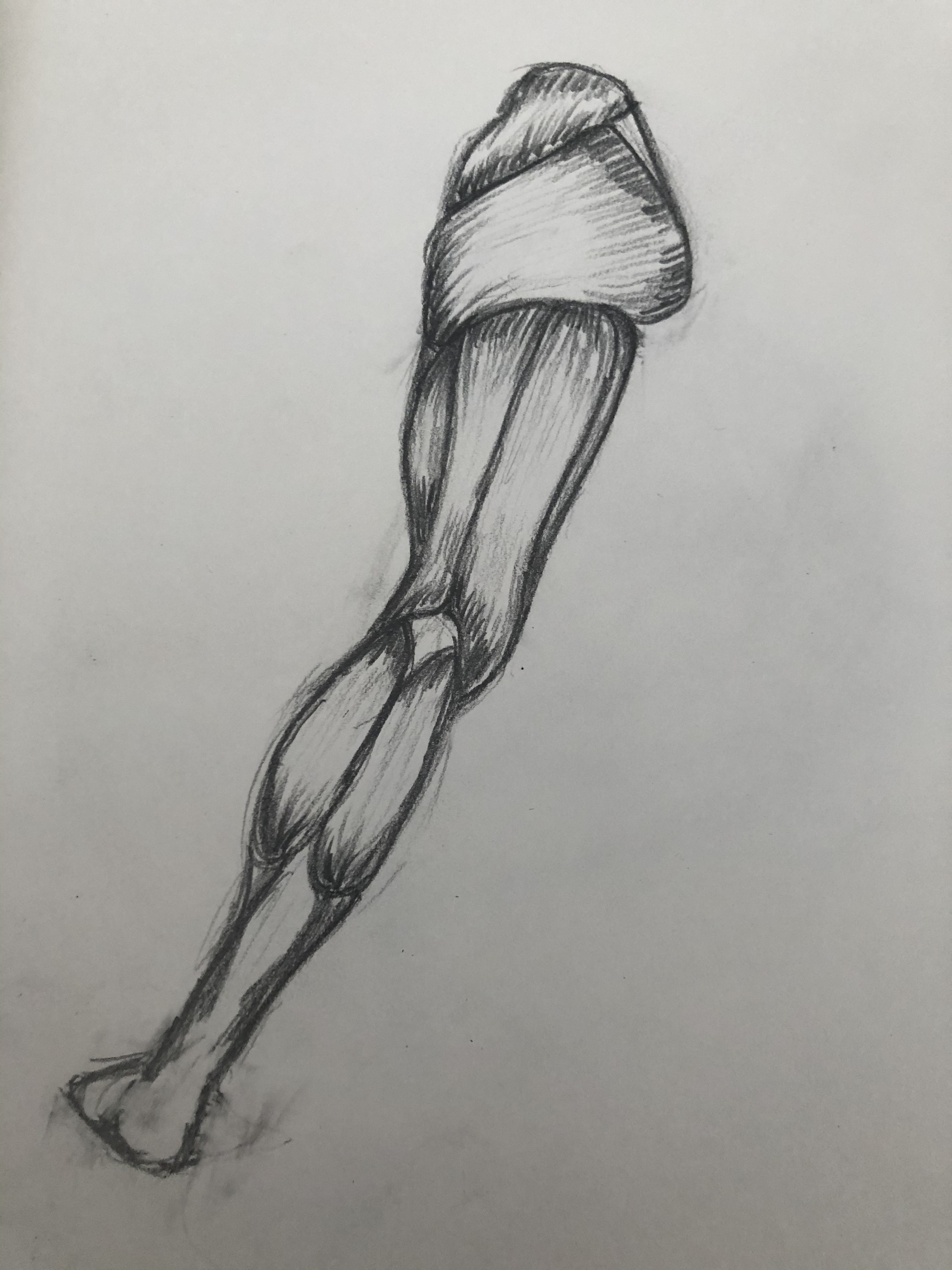 Leg Study 20 mins