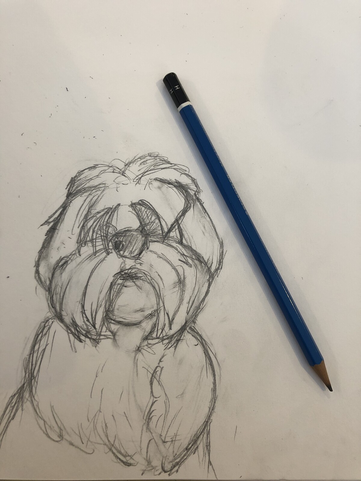 Dog Drawings