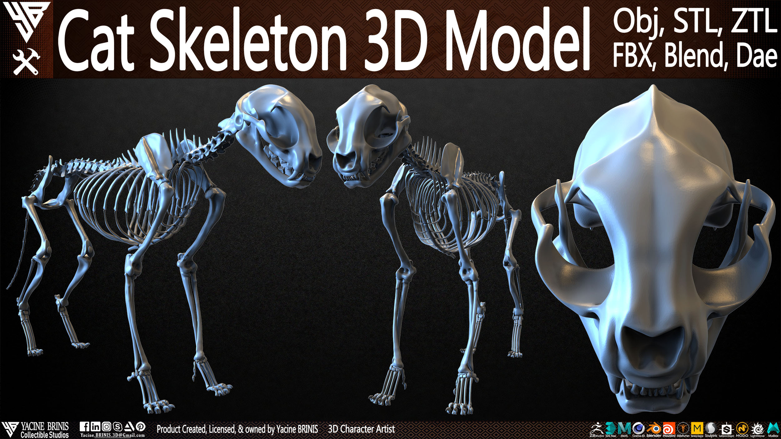 Highly Detailed Cat Skeleton 3D Model Sculpted by Yacine BRINIS Set 001