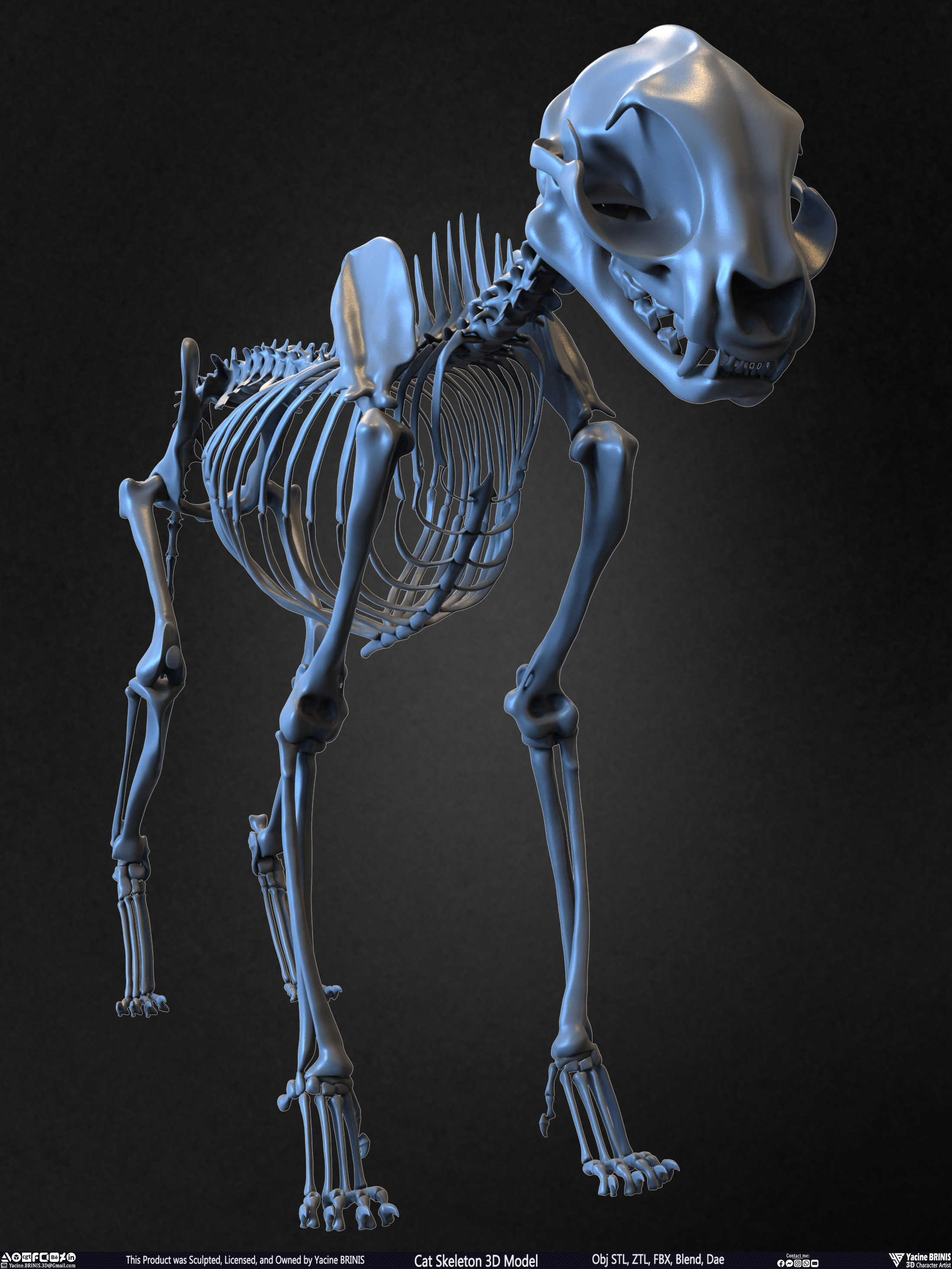 Highly Detailed Cat Skeleton 3D Model Sculpted by Yacine BRINIS Set 004