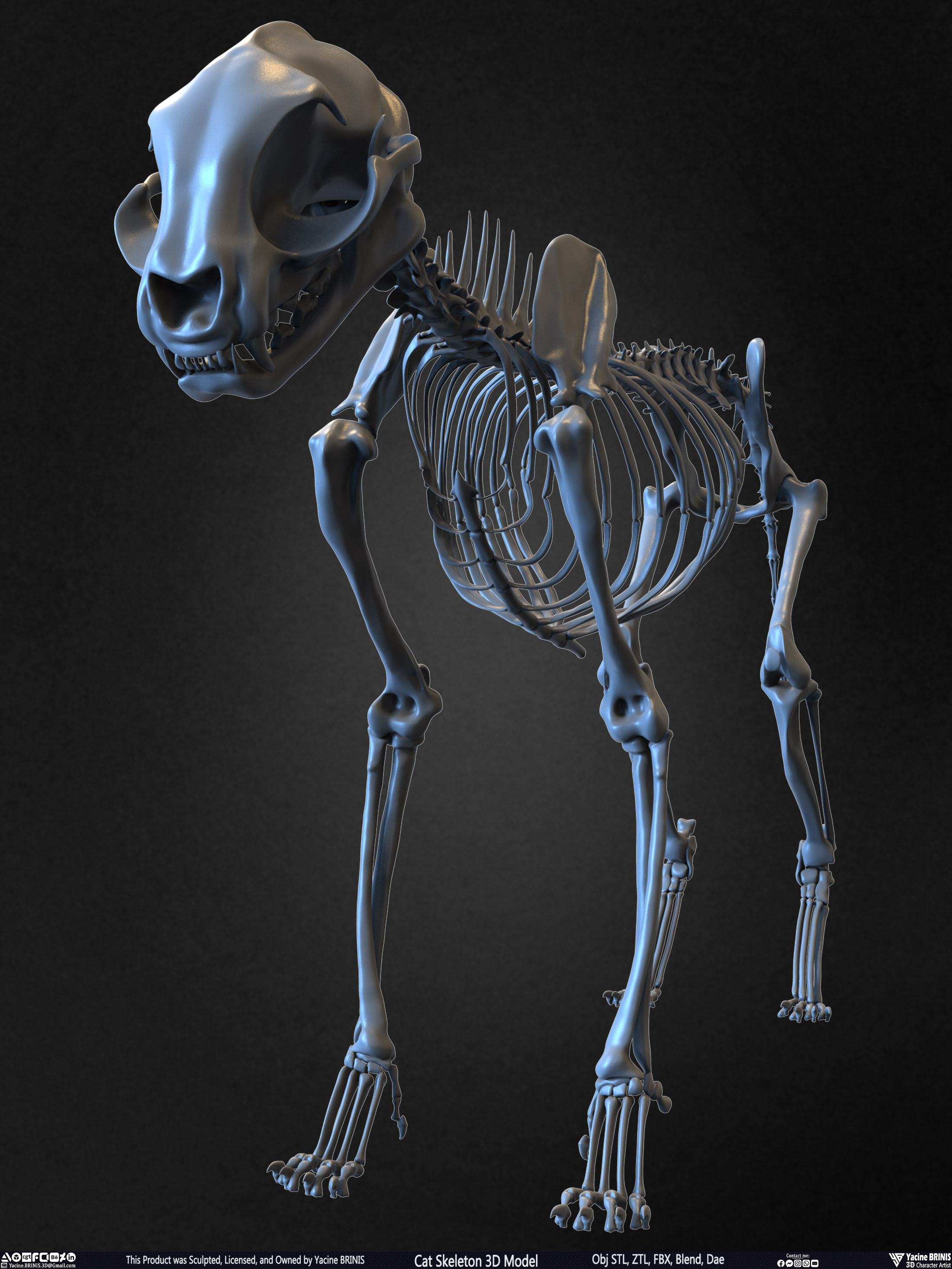 Highly Detailed Cat Skeleton 3D Model Sculpted by Yacine BRINIS Set 008