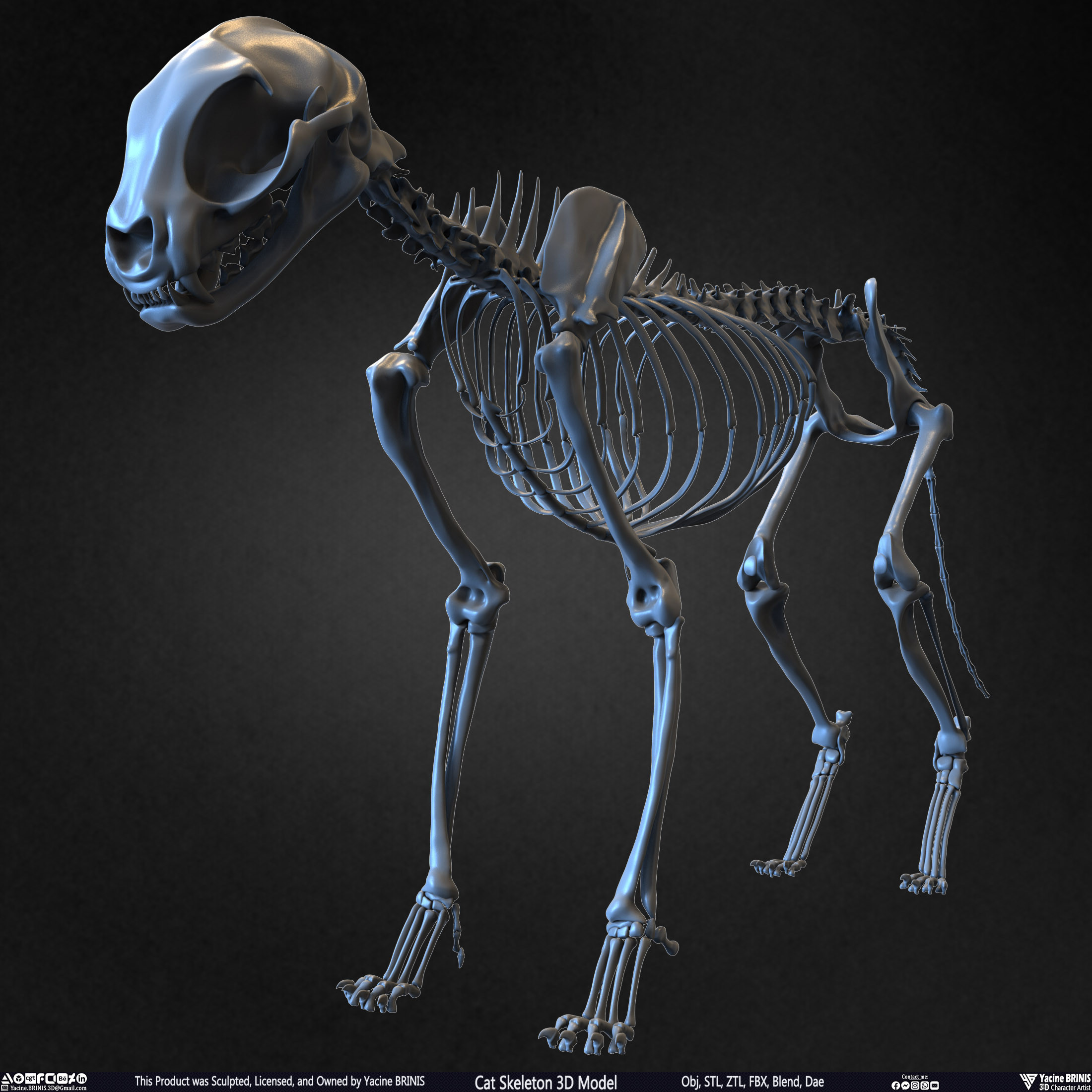 Highly Detailed Cat Skeleton 3D Model Sculpted by Yacine BRINIS Set 009