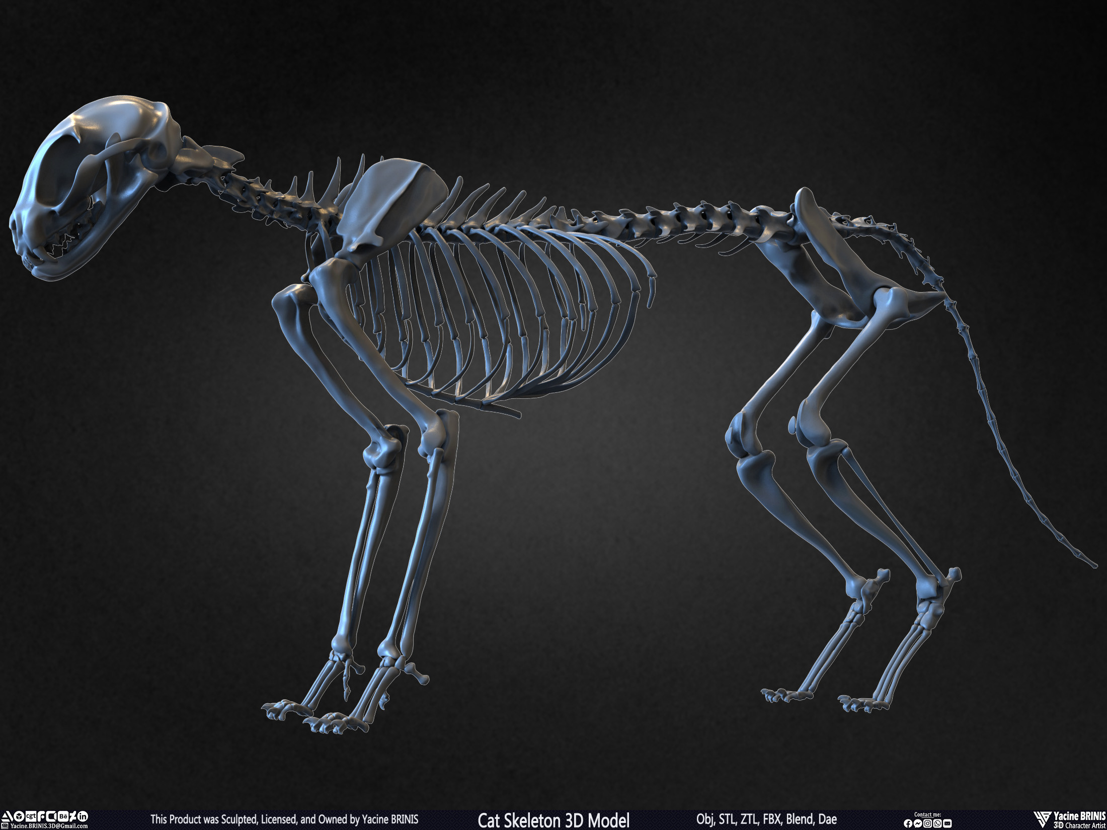 Highly Detailed Cat Skeleton 3D Model Sculpted by Yacine BRINIS Set 011