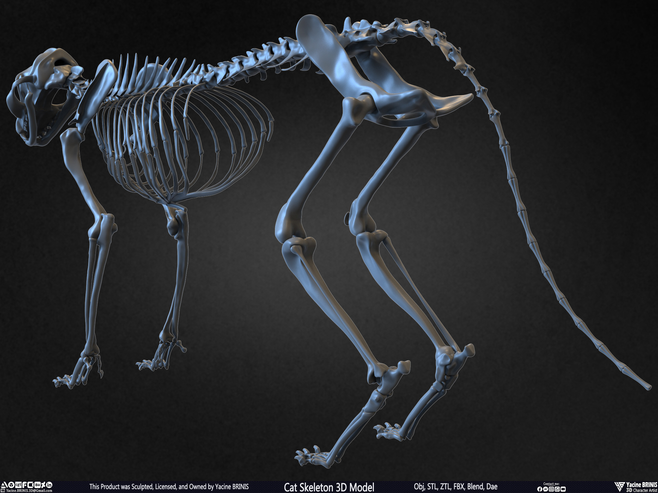 Highly Detailed Cat Skeleton 3D Model Sculpted by Yacine BRINIS Set 015
