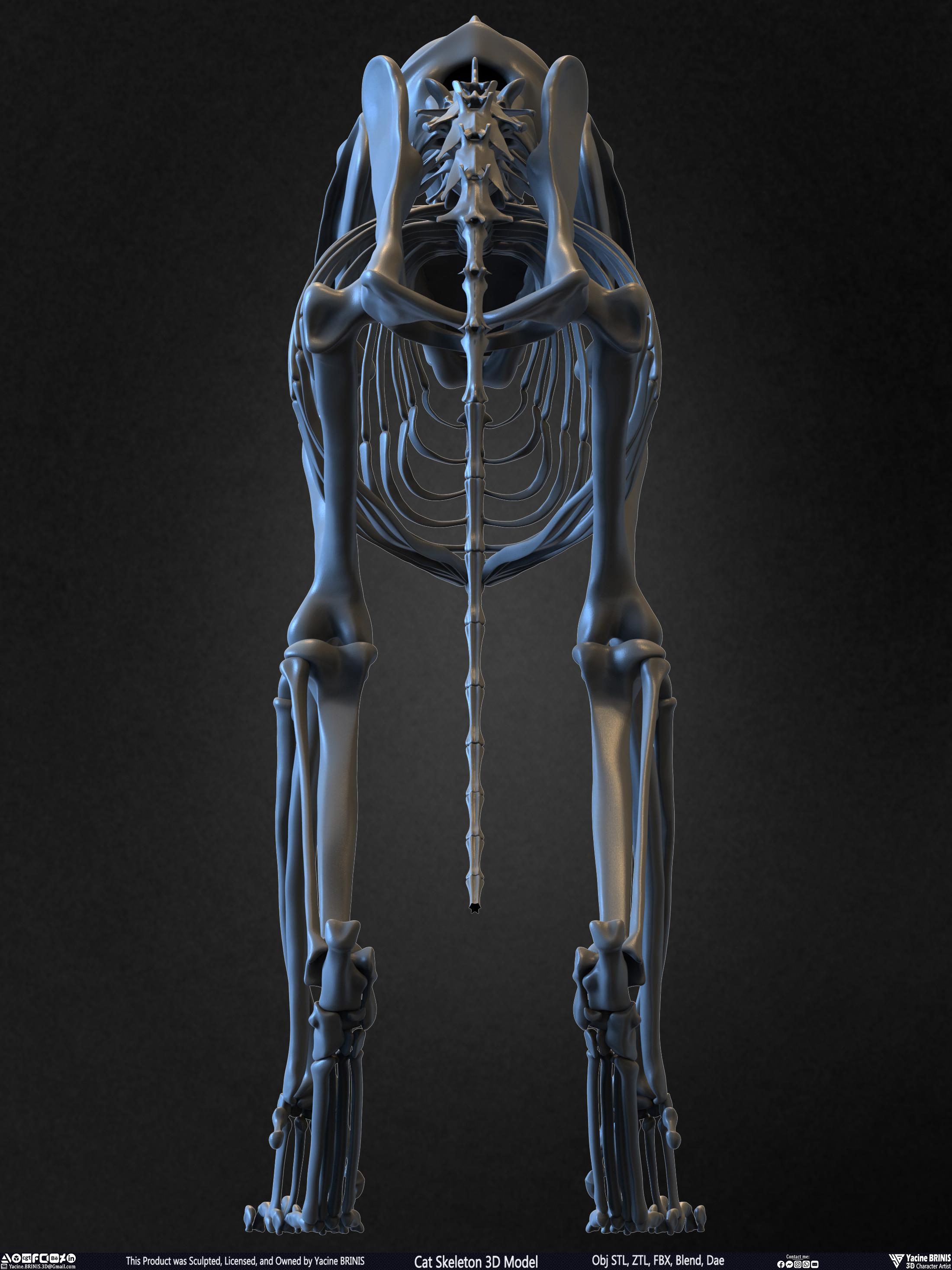 Highly Detailed Cat Skeleton 3D Model Sculpted by Yacine BRINIS Set 018