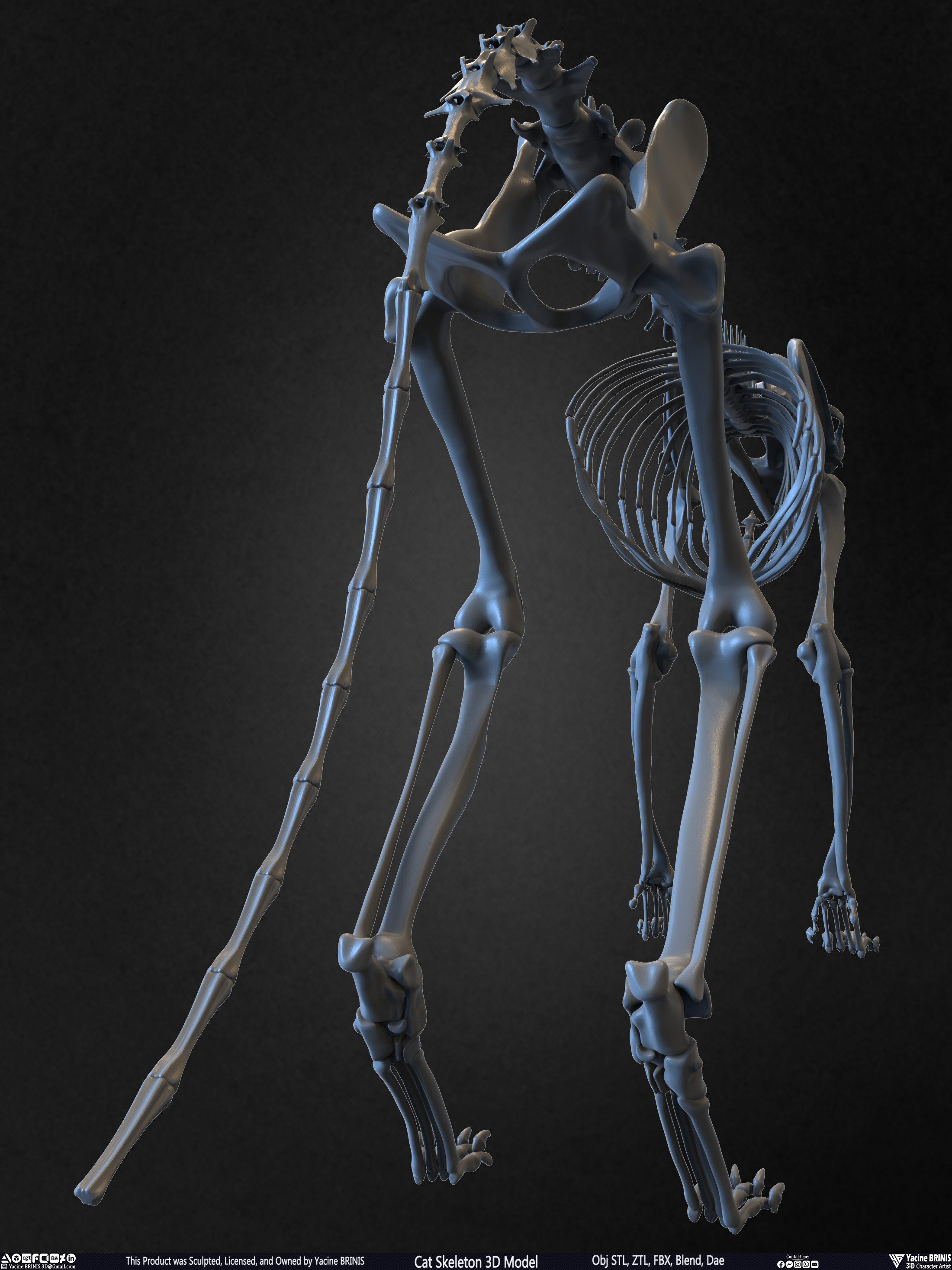 Highly Detailed Cat Skeleton 3D Model Sculpted by Yacine BRINIS Set 019