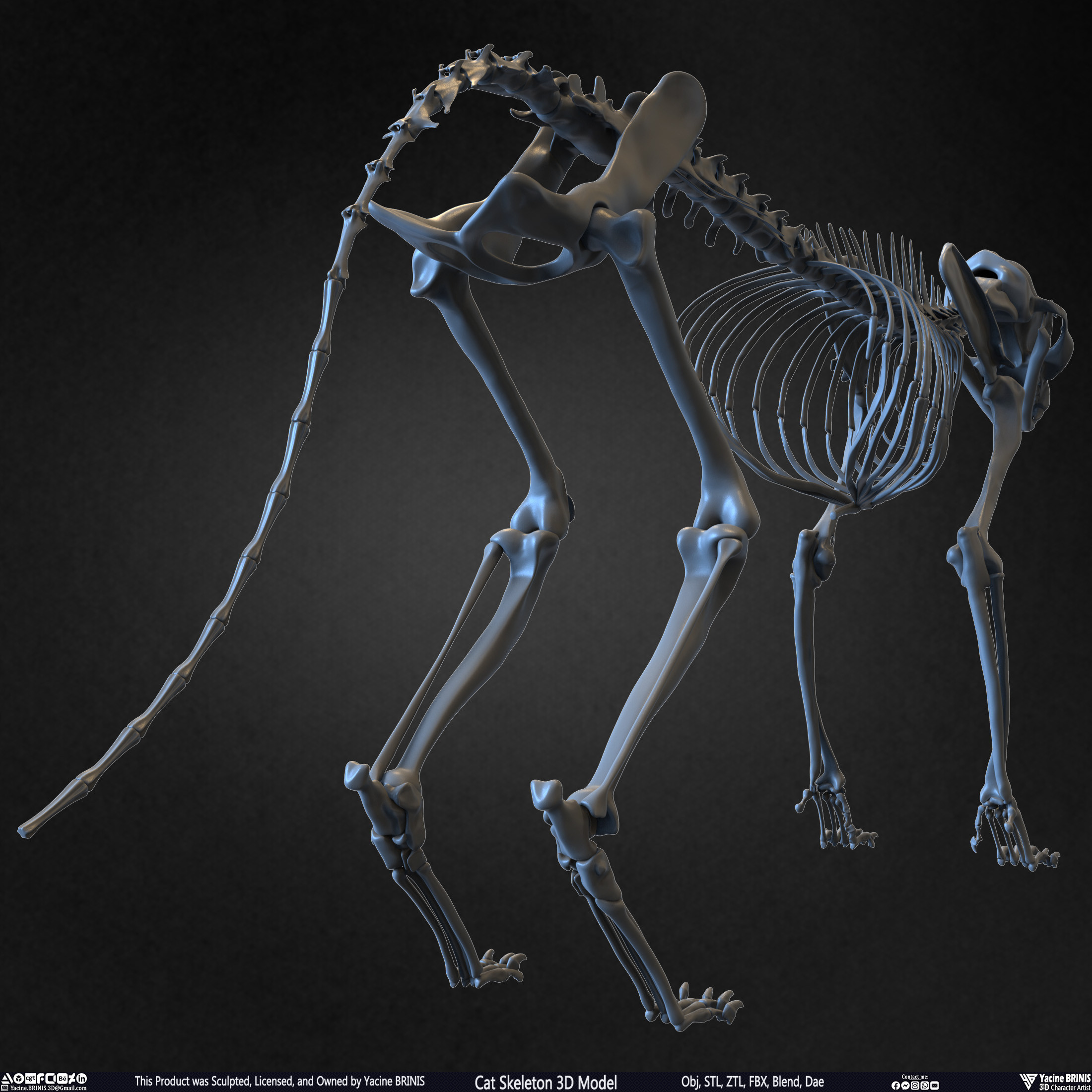 Highly Detailed Cat Skeleton 3D Model Sculpted by Yacine BRINIS Set 020
