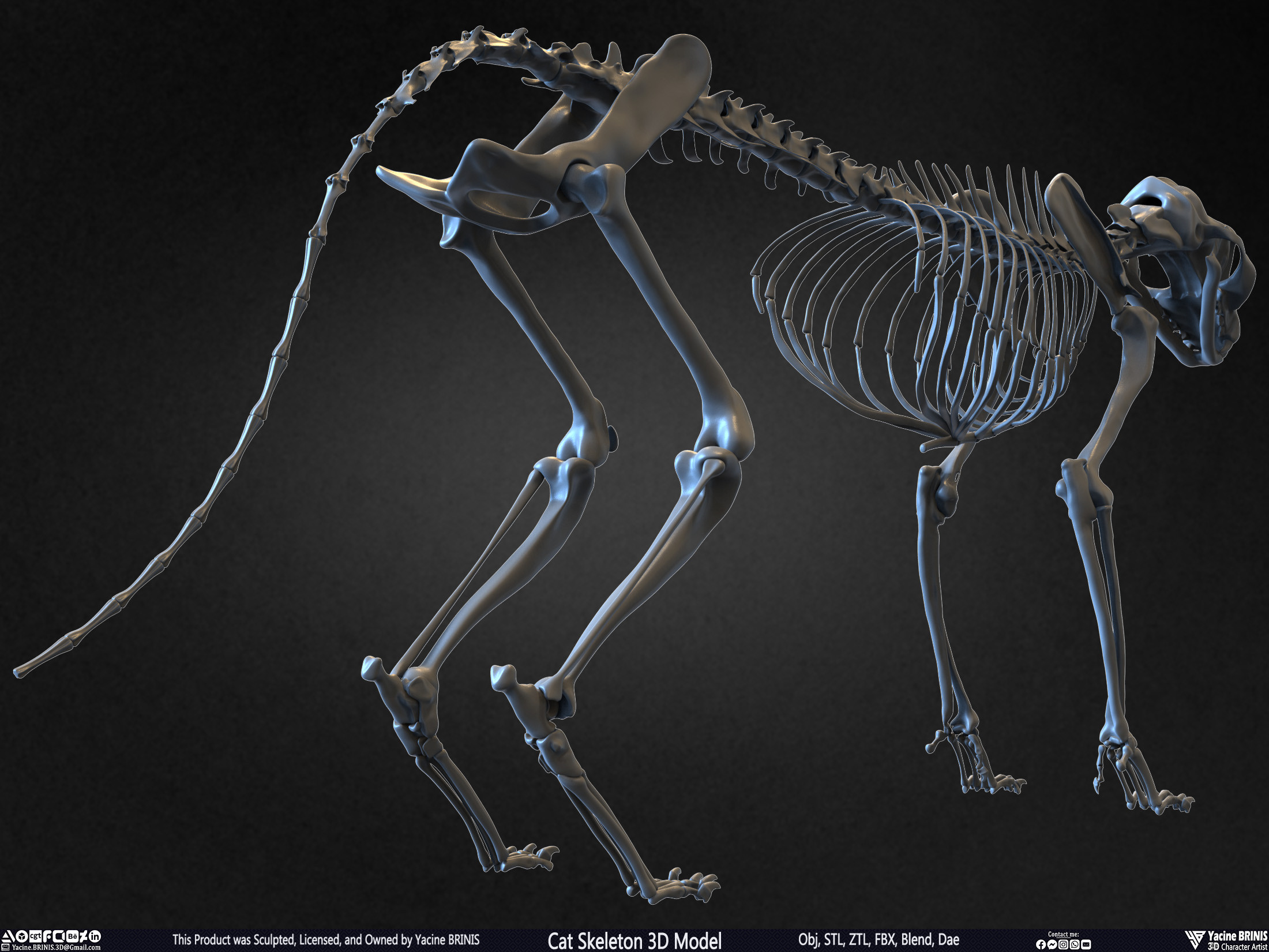 Highly Detailed Cat Skeleton 3D Model Sculpted by Yacine BRINIS Set 021