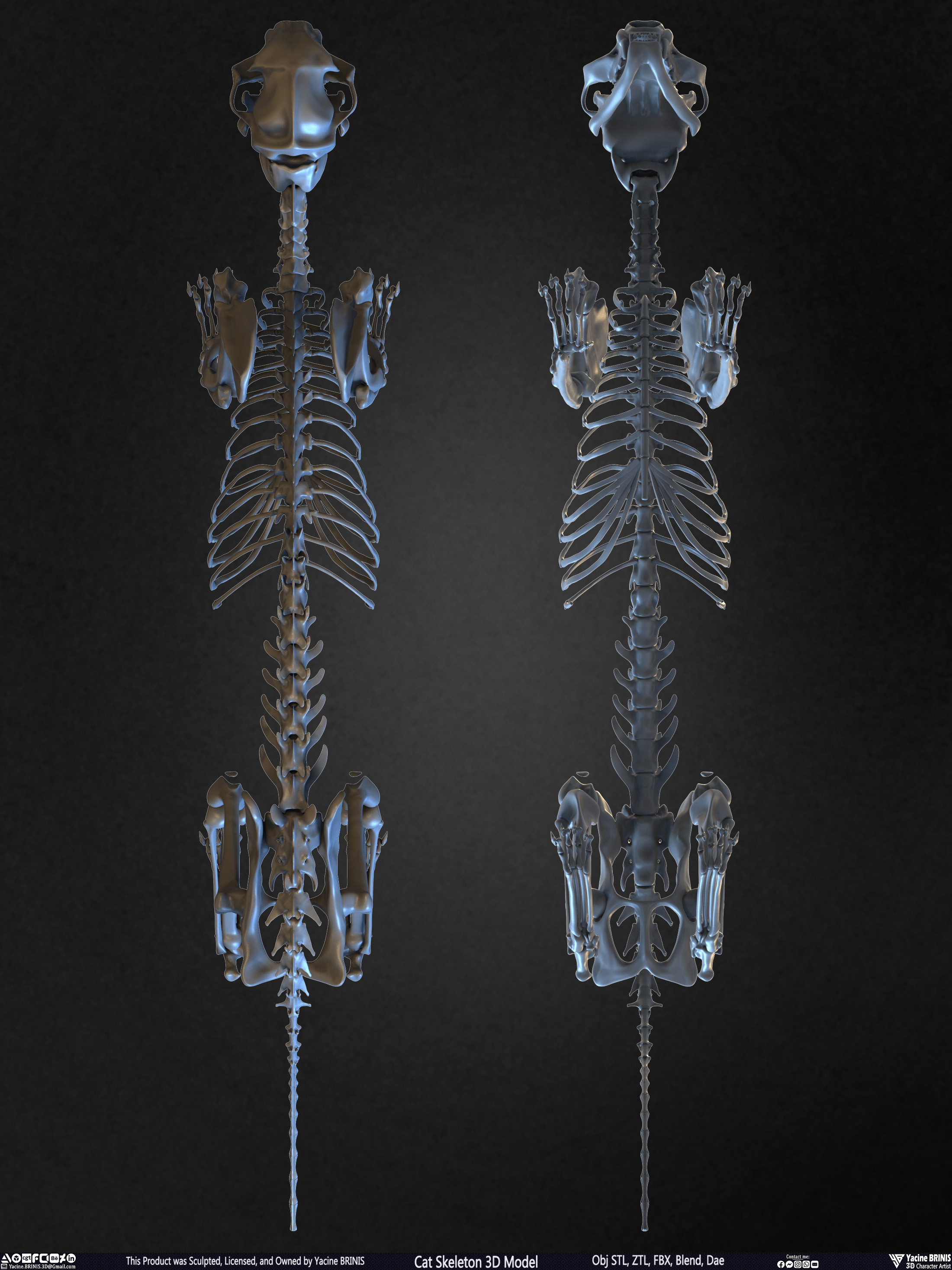 Highly Detailed Cat Skeleton 3D Model Sculpted by Yacine BRINIS Set 027