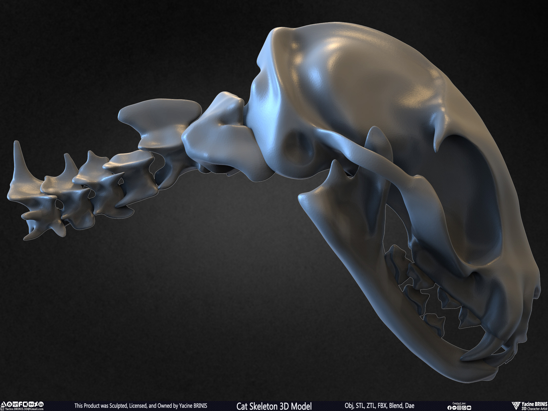 Highly Detailed Cat Skeleton 3D Model Sculpted by Yacine BRINIS Set 029