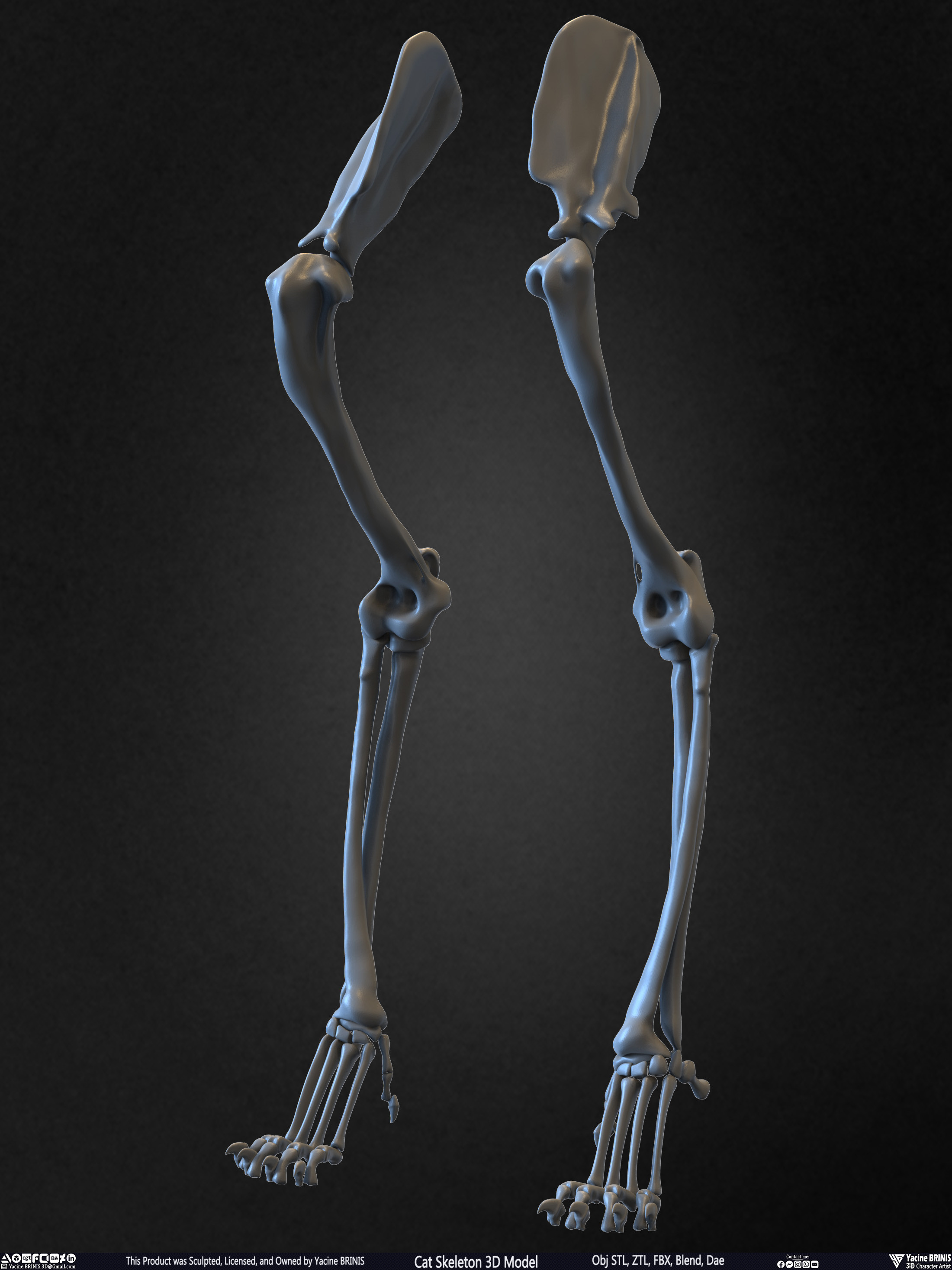 Highly Detailed Cat Skeleton 3D Model Sculpted by Yacine BRINIS Set 032