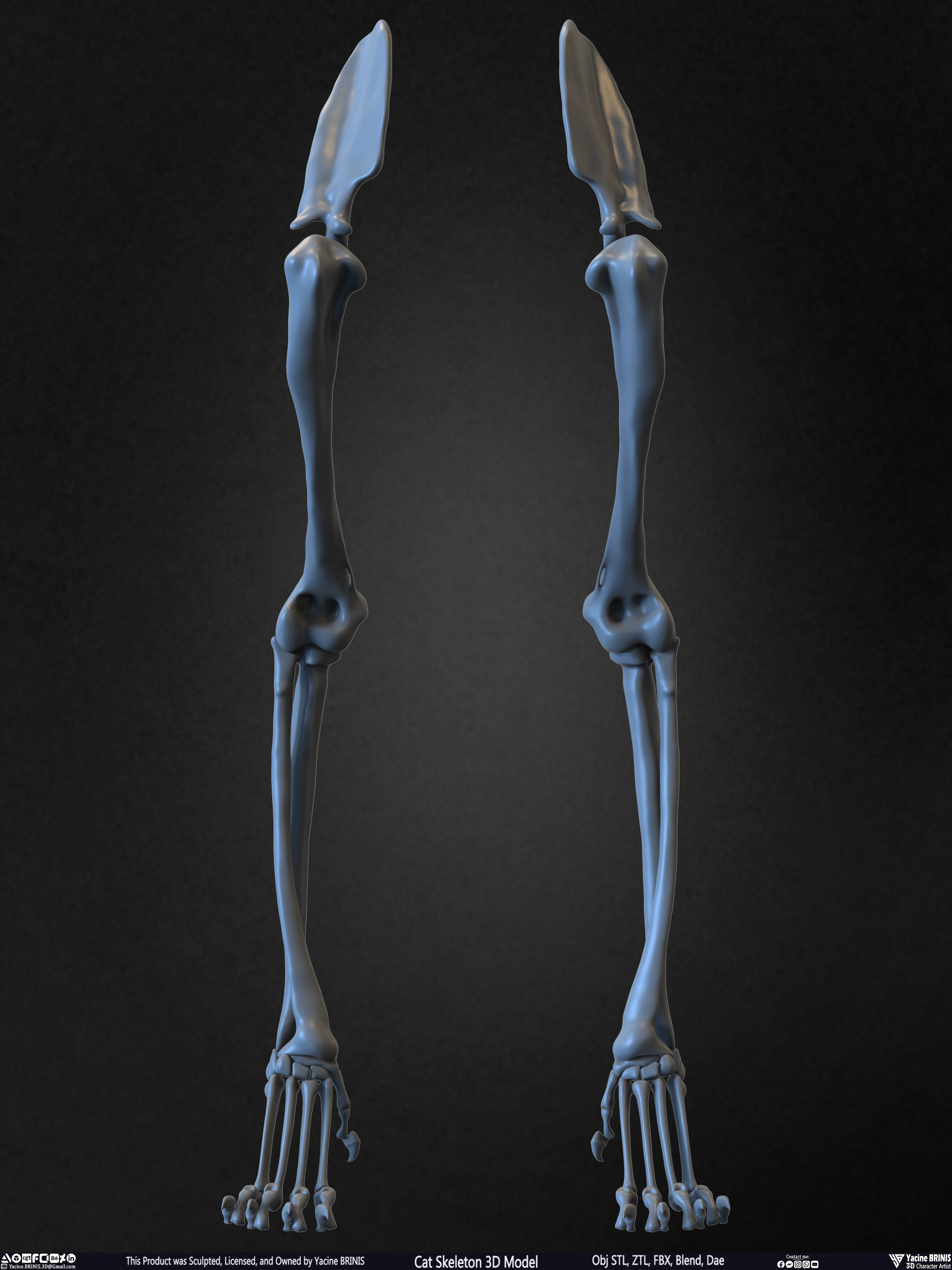 Highly Detailed Cat Skeleton 3D Model Sculpted by Yacine BRINIS Set 033