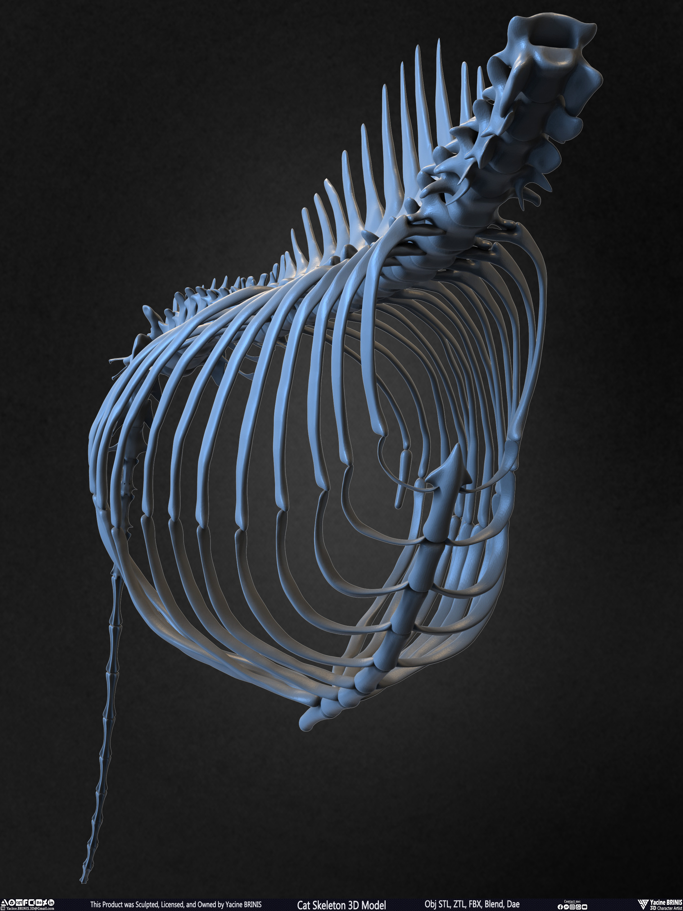 Highly Detailed Cat Skeleton 3D Model Sculpted by Yacine BRINIS Set 037