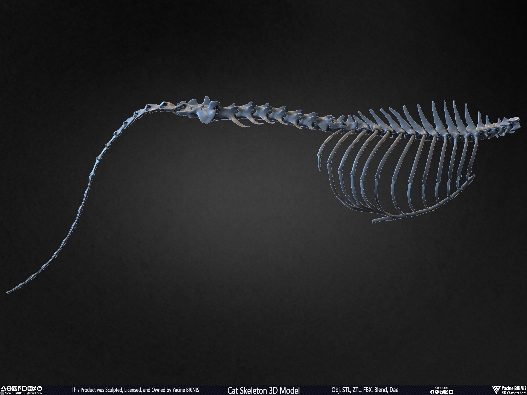 Highly Detailed Cat Skeleton 3D Model Sculpted by Yacine BRINIS Set 038