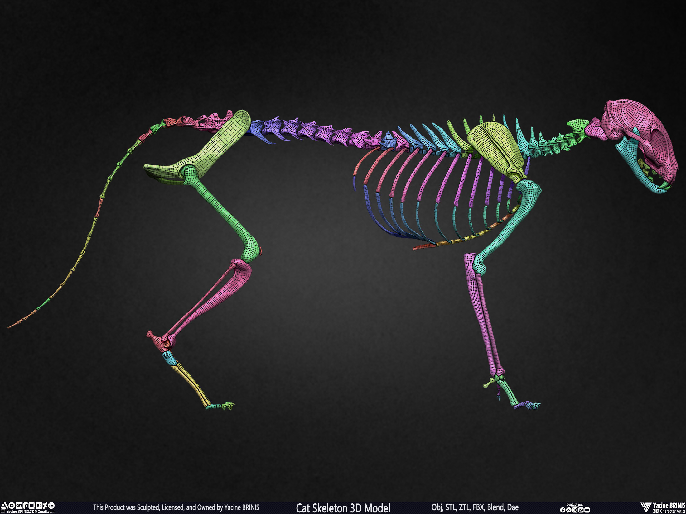 Highly Detailed Cat Skeleton 3D Model Sculpted by Yacine BRINIS Set 039