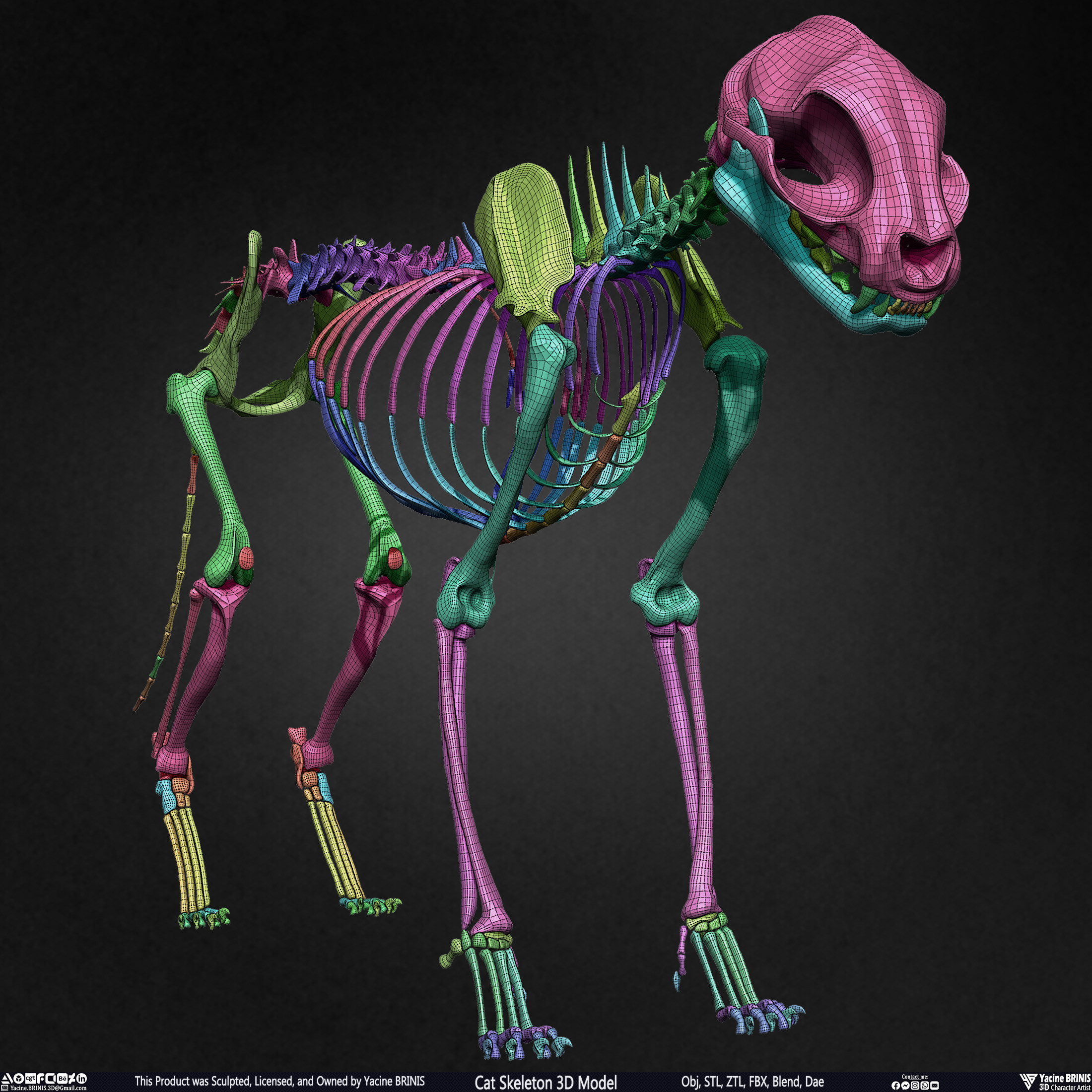Highly Detailed Cat Skeleton 3D Model Sculpted by Yacine BRINIS Set 040