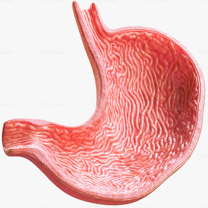 Artstation human stomach cross section 3d model c4d stl obj 3ds fbx