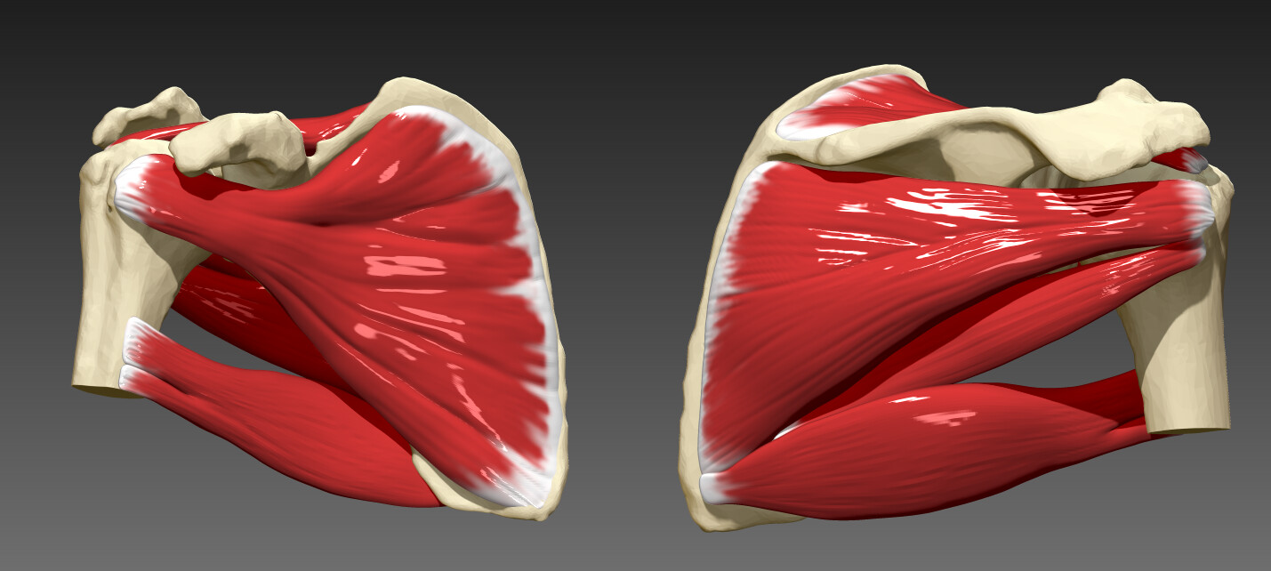 Rotator Cuff Anatomy Biology Diagrams