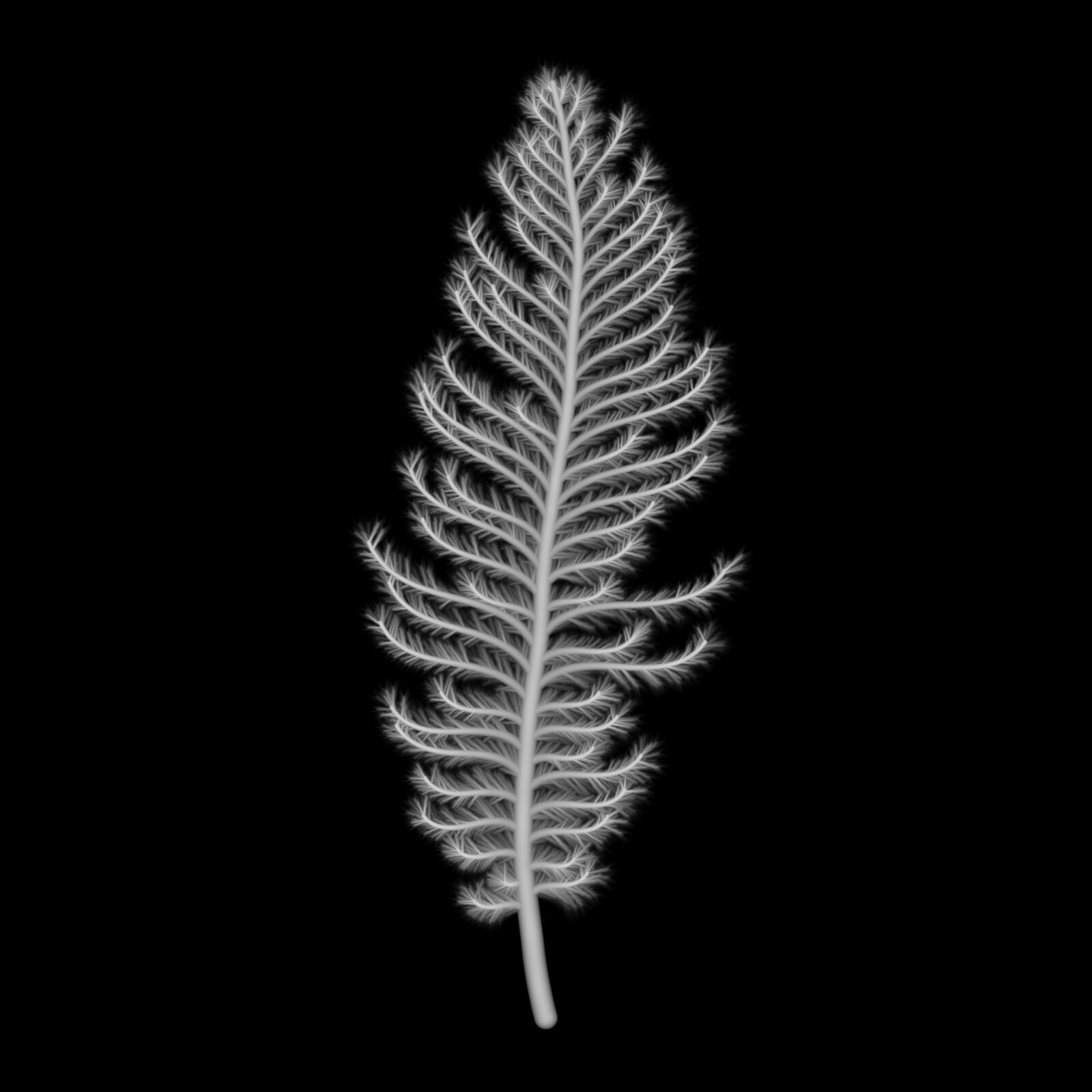 Fronds on secondary branches give extra complexity