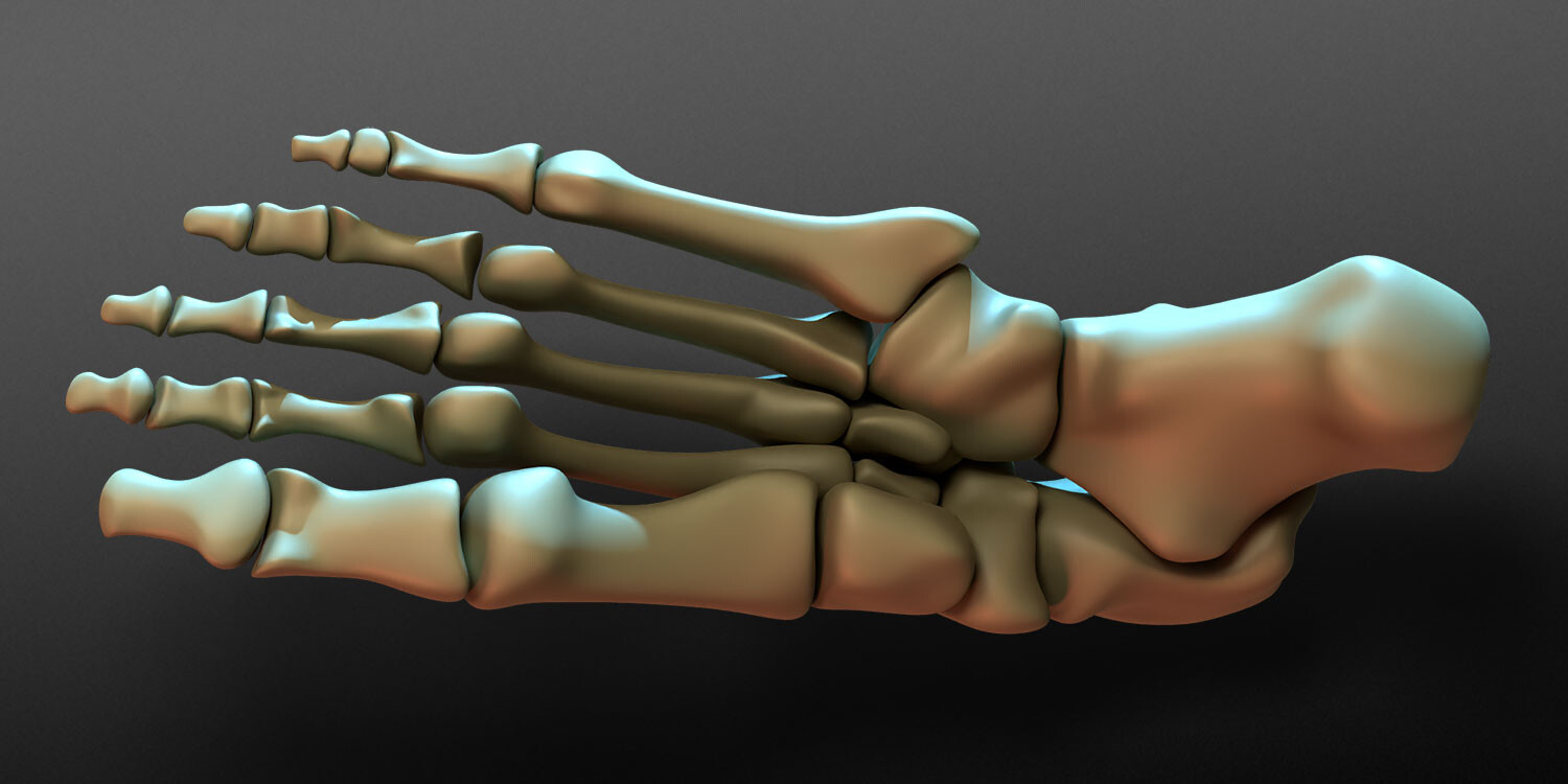 dinoreplicas-3d-model-works-foot-bones-render-05.jpg