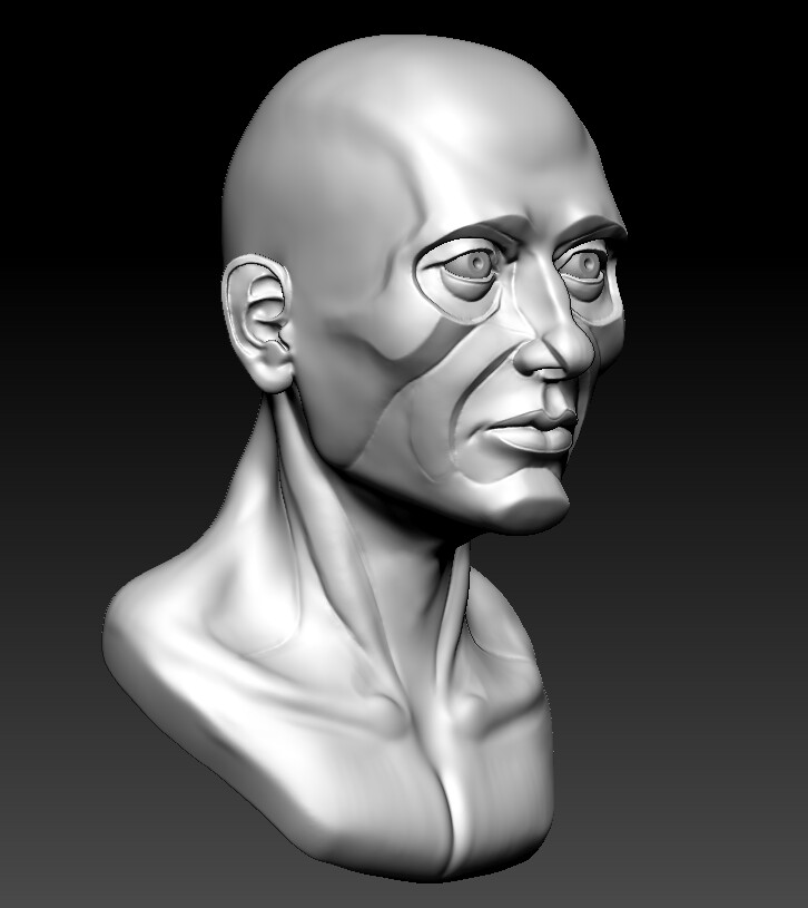 Artstation - Anatomy Bust