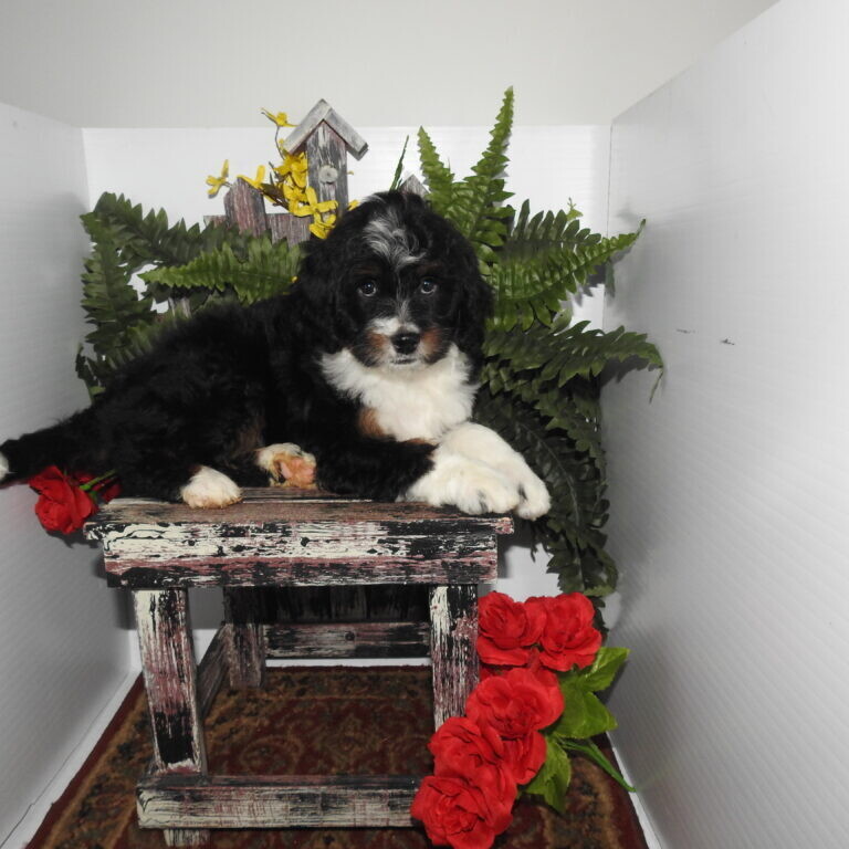 Michiana bernedoodles hot sale