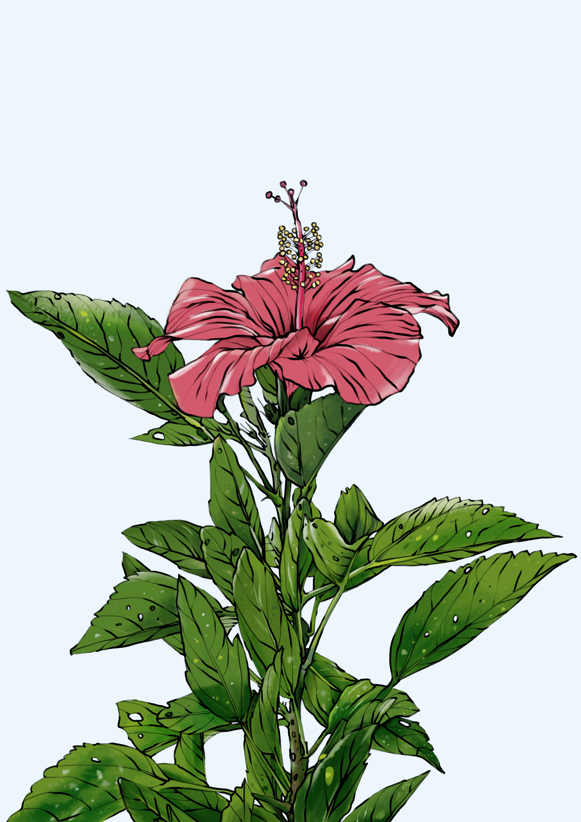 8,548 Hibiscus Line Drawing Images, Stock Photos, 3D objects, & Vectors |  Shutterstock