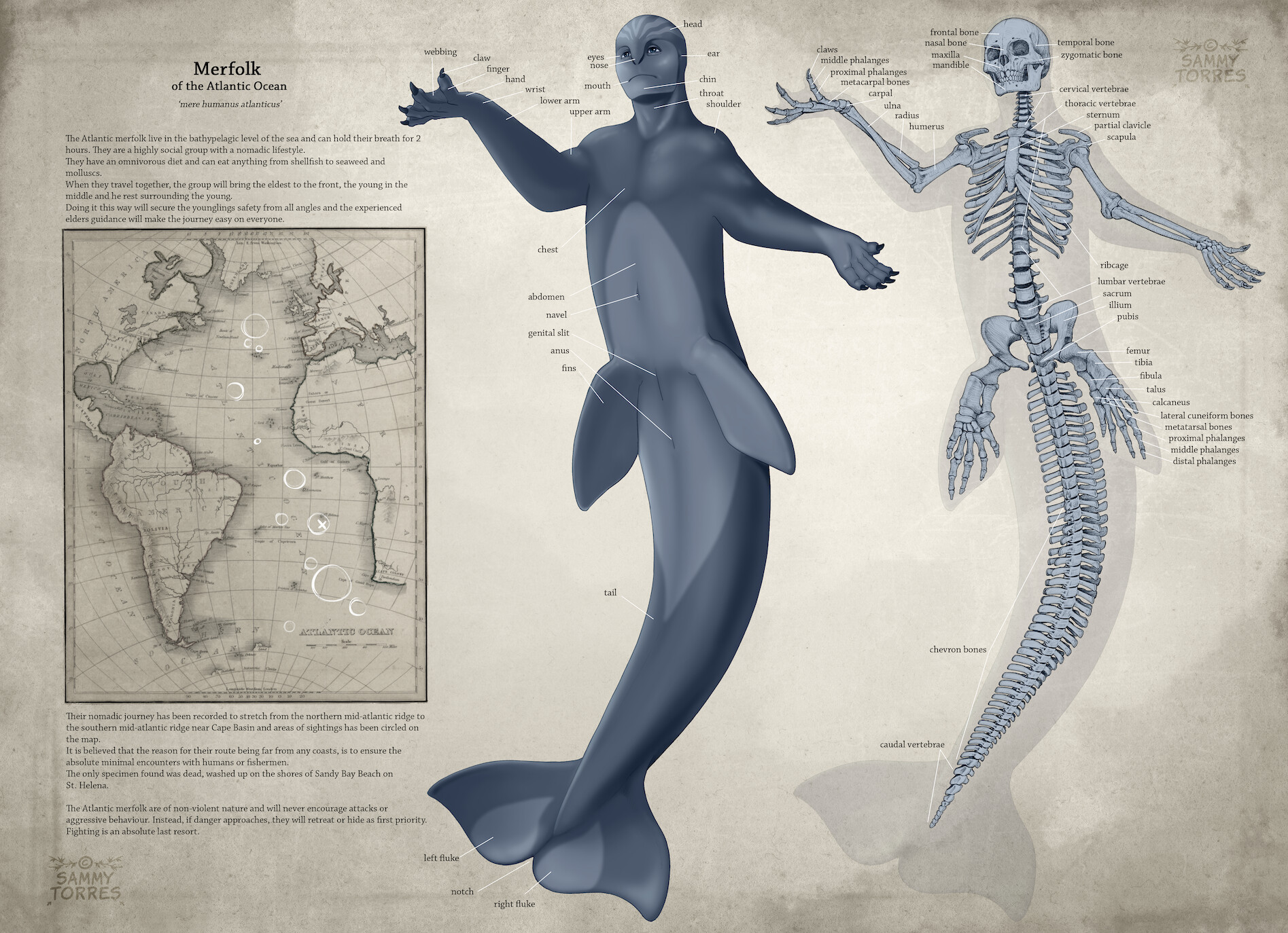 mermaid anatomy