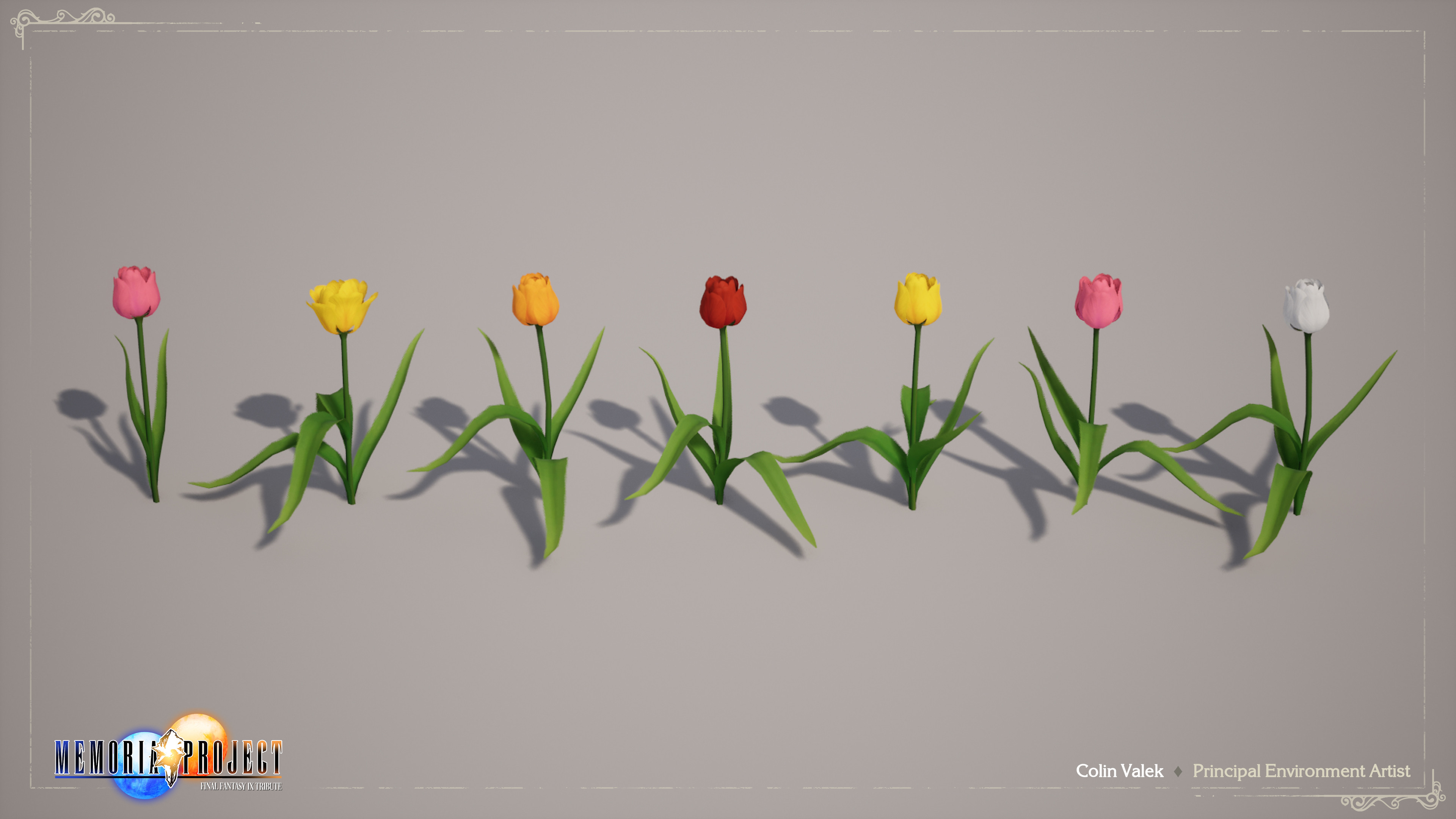 Tulip Flowers