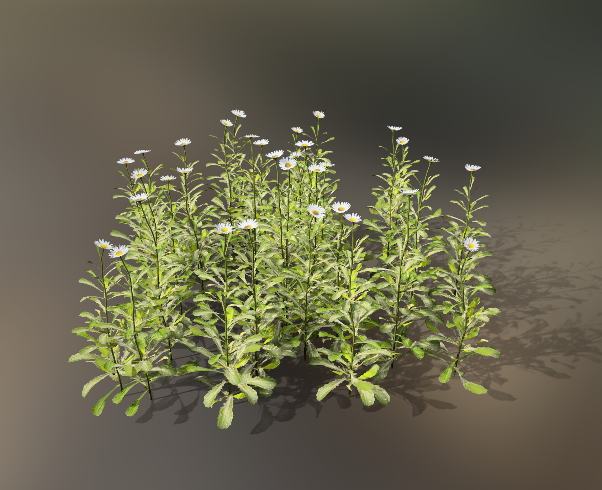 ArtStation Speedtree Leucanthemum vulgare Marguerite