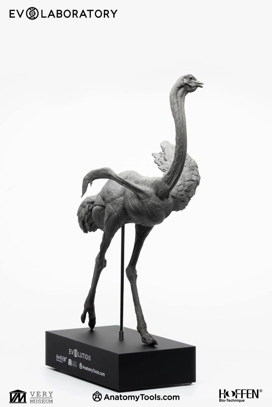 EVO BP - Ostrich