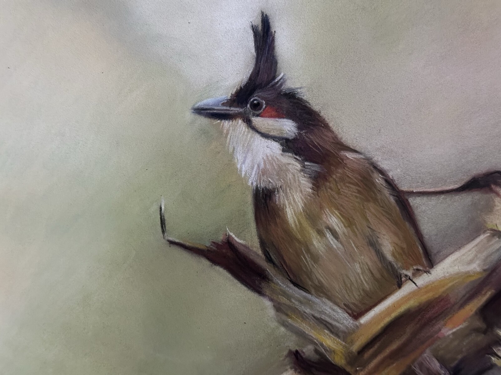 Red-Whiskered Bulbul