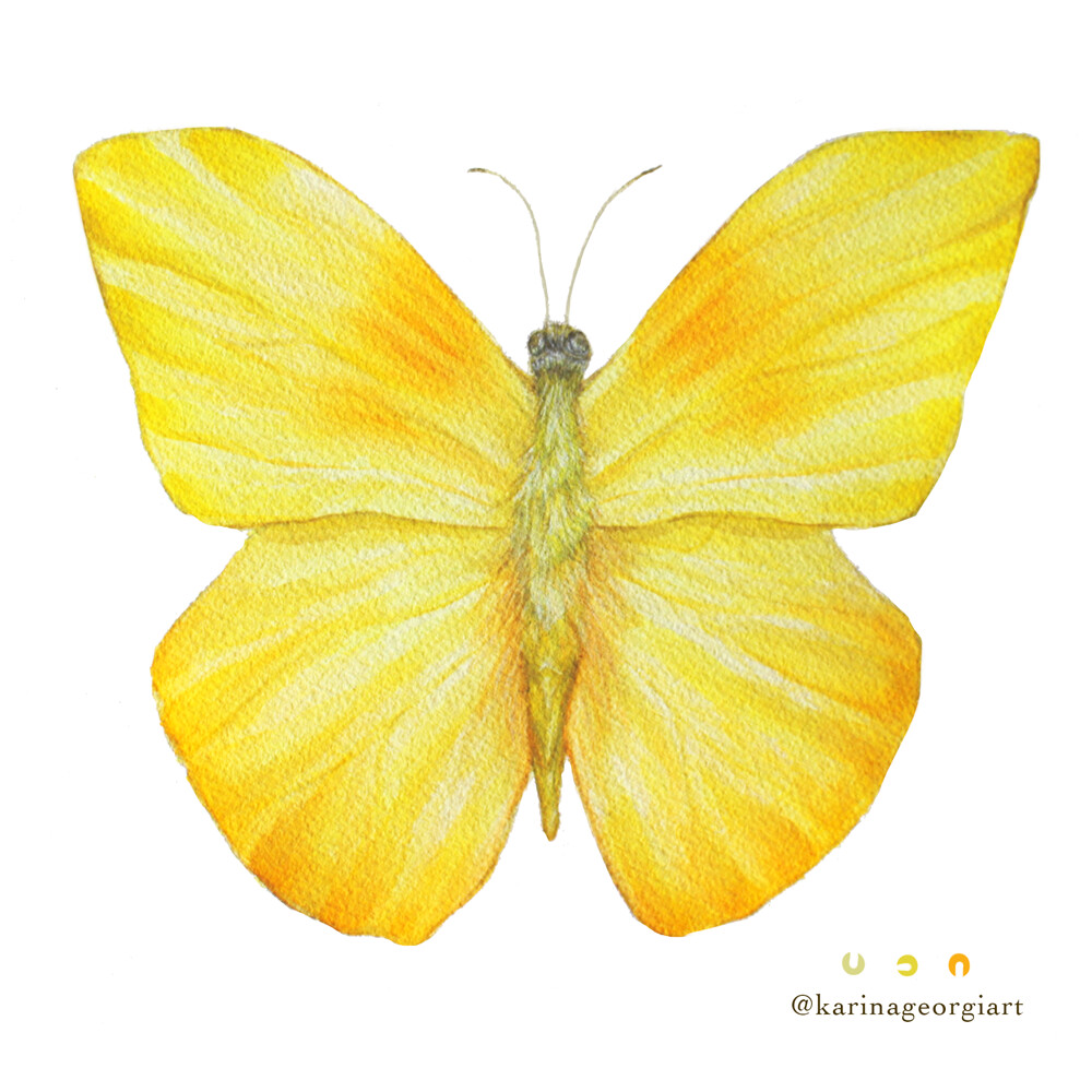ArtStation Watercolor Butterfly Phoebis philea philea