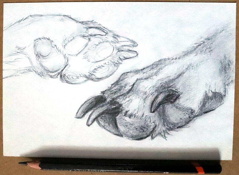Wolf Paws Sketch - Drawing Skill