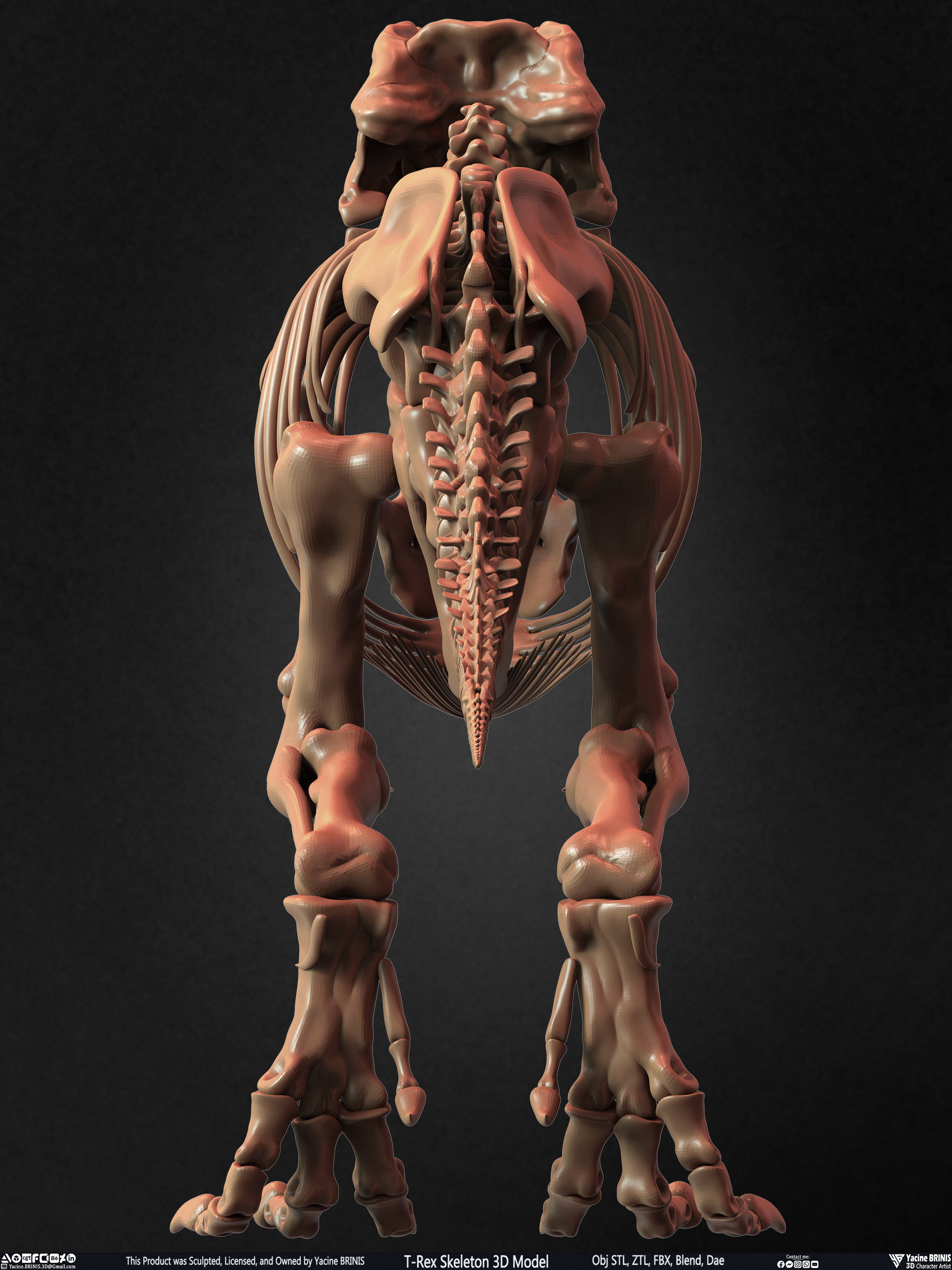 T-Rex Skeleton 3D Model (Tyrannosaurus Rex) Sculpted By Yacine BRINIS Set 009