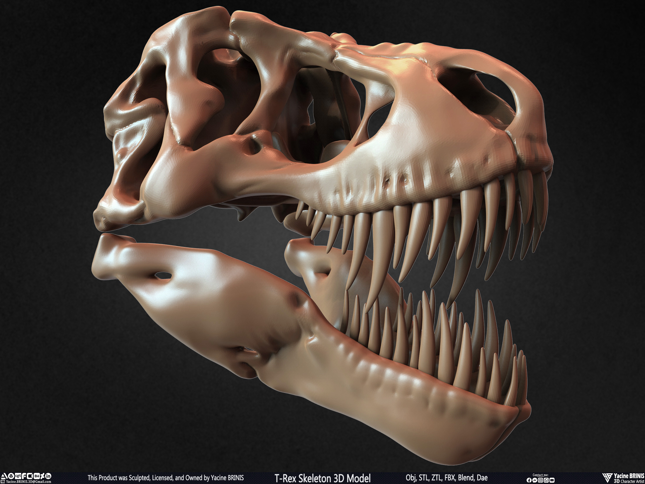 T-Rex Skeleton 3D Model (Tyrannosaurus Rex) Sculpted By Yacine BRINIS Set 017