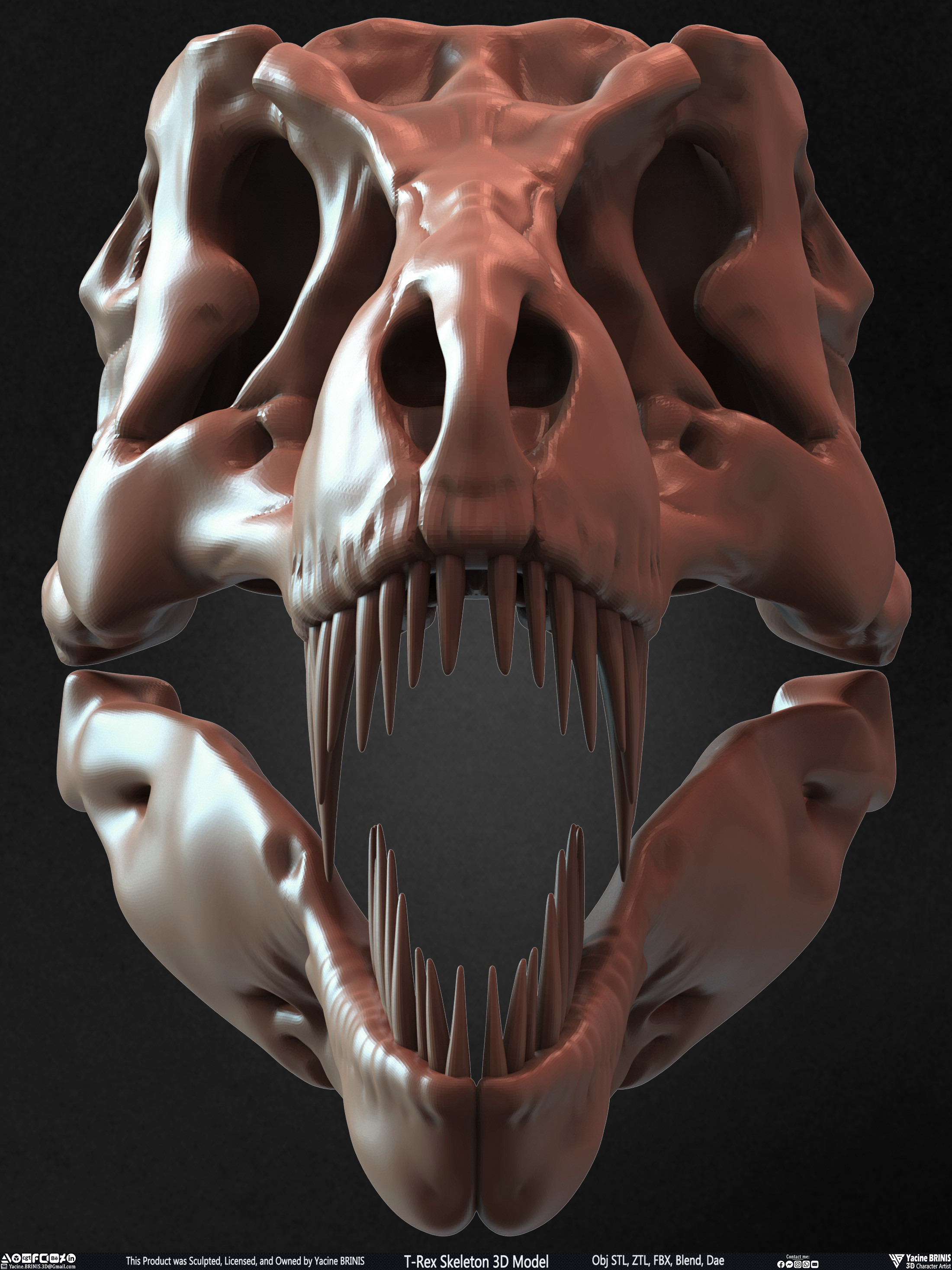T-Rex Skeleton 3D Model (Tyrannosaurus Rex) Sculpted By Yacine BRINIS Set 019