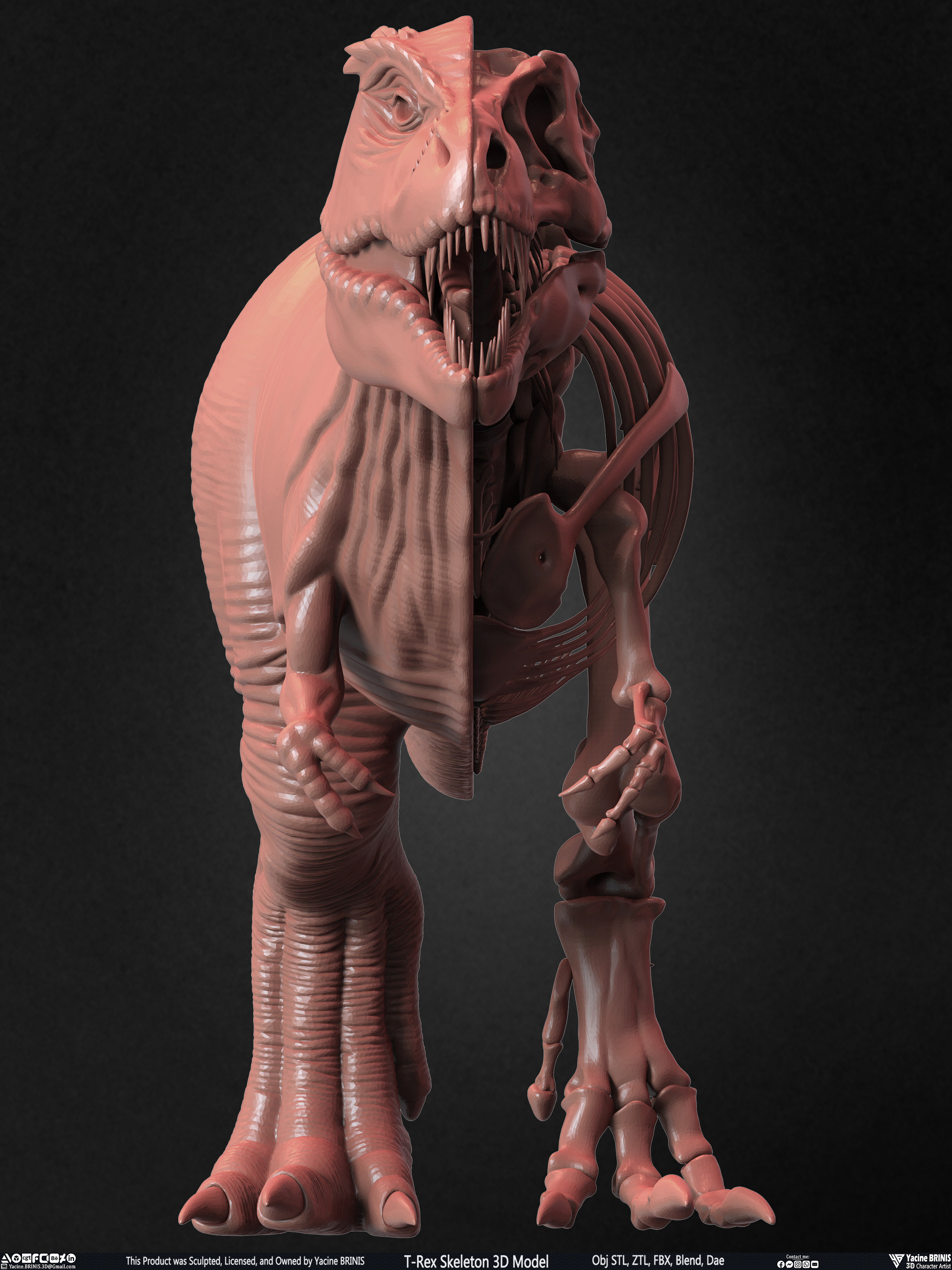 T-Rex Skeleton 3D Model (Tyrannosaurus Rex) Sculpted By Yacine BRINIS Set 020