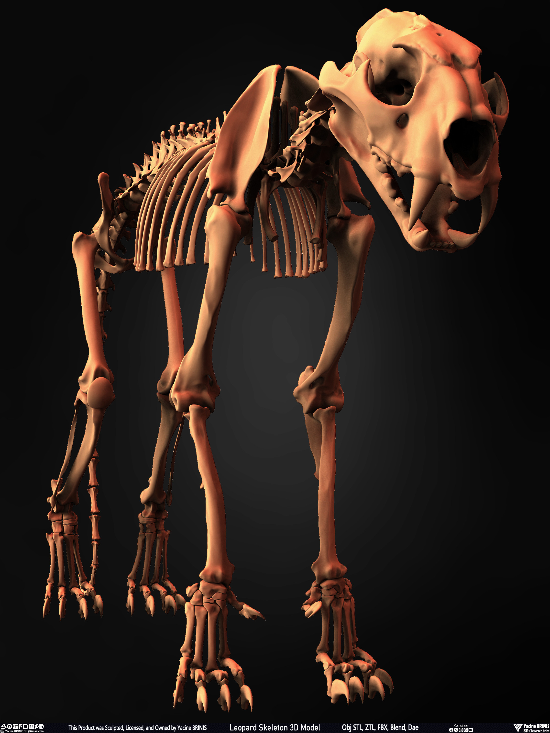 Leopard Skeleton 3D Model Sculpted By Yacine BRINIS 003