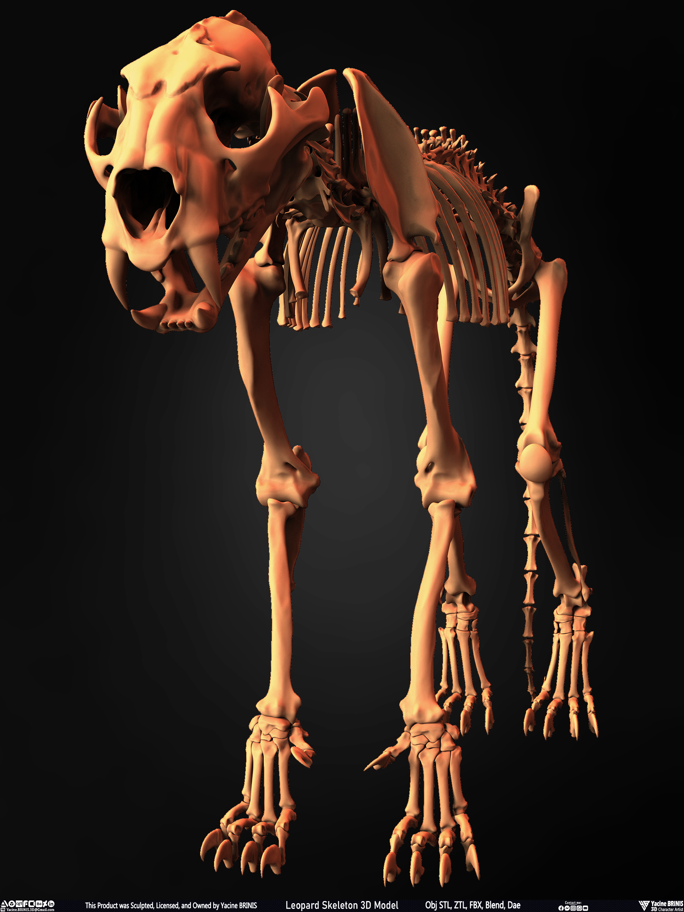 Leopard Skeleton 3D Model Sculpted By Yacine BRINIS 006