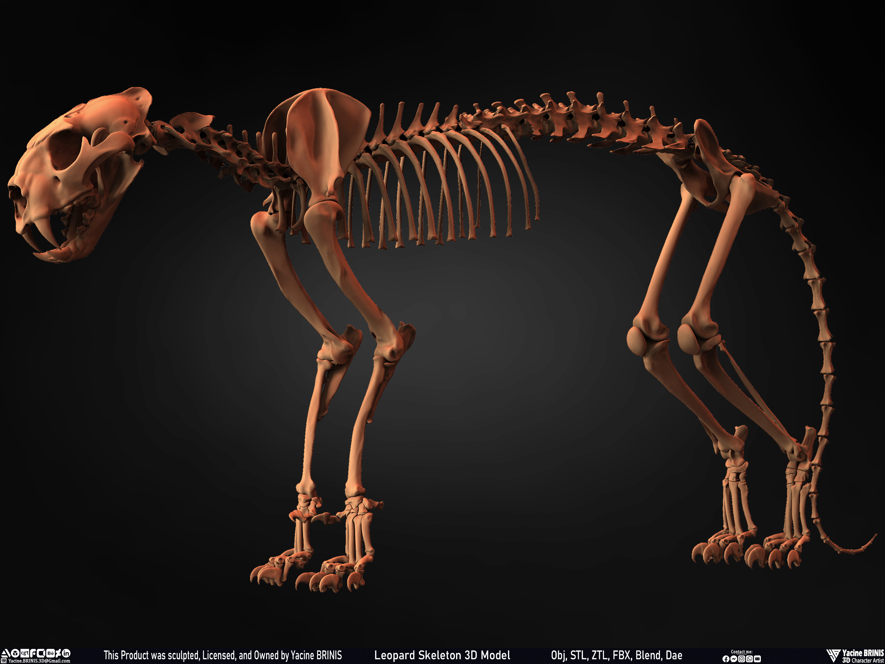 Leopard Skeleton 3D Model Sculpted By Yacine BRINIS 010