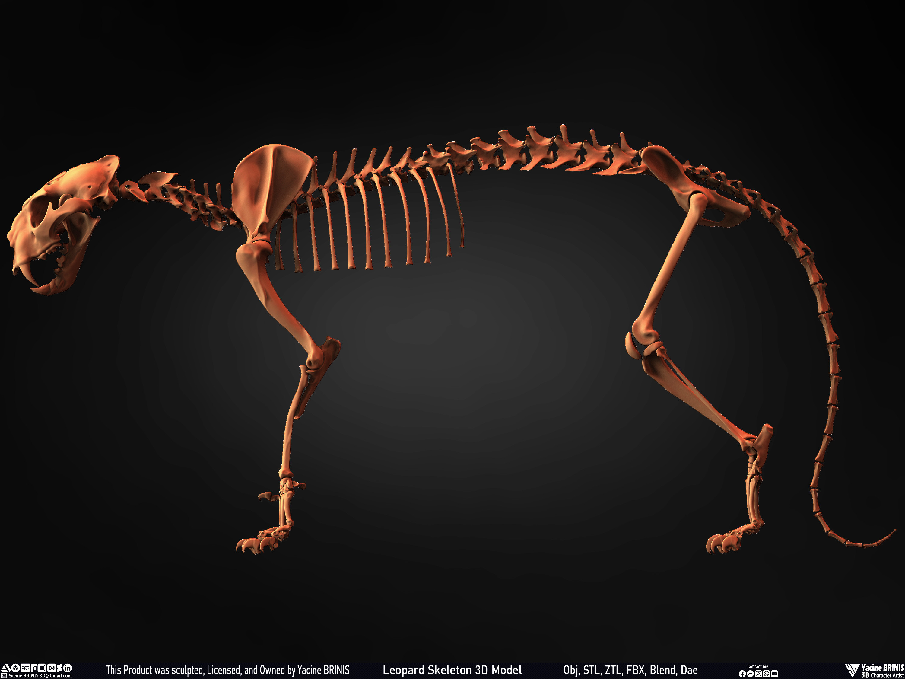 Leopard Skeleton 3D Model Sculpted By Yacine BRINIS 011