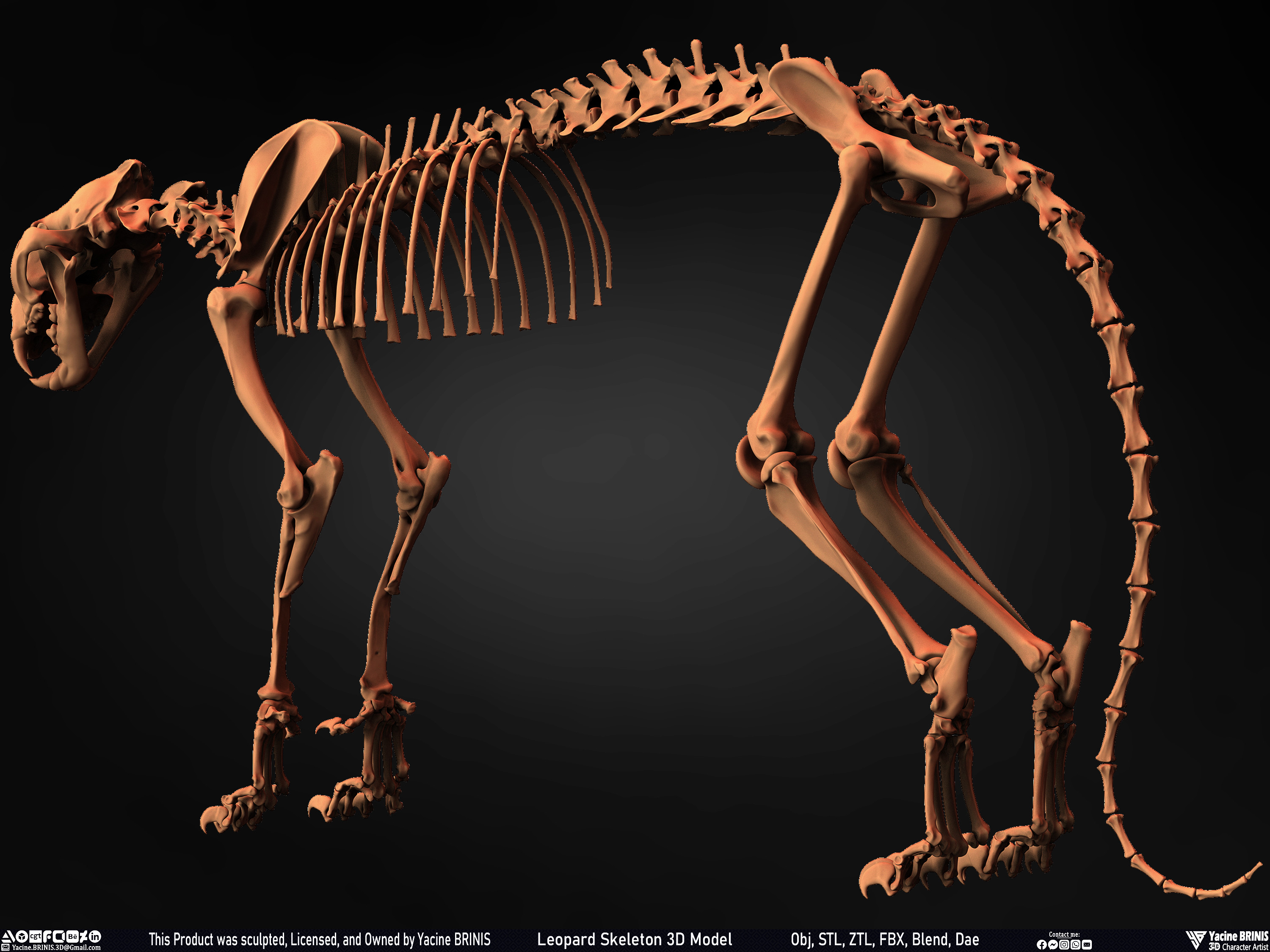 Leopard Skeleton 3D Model Sculpted By Yacine BRINIS 012