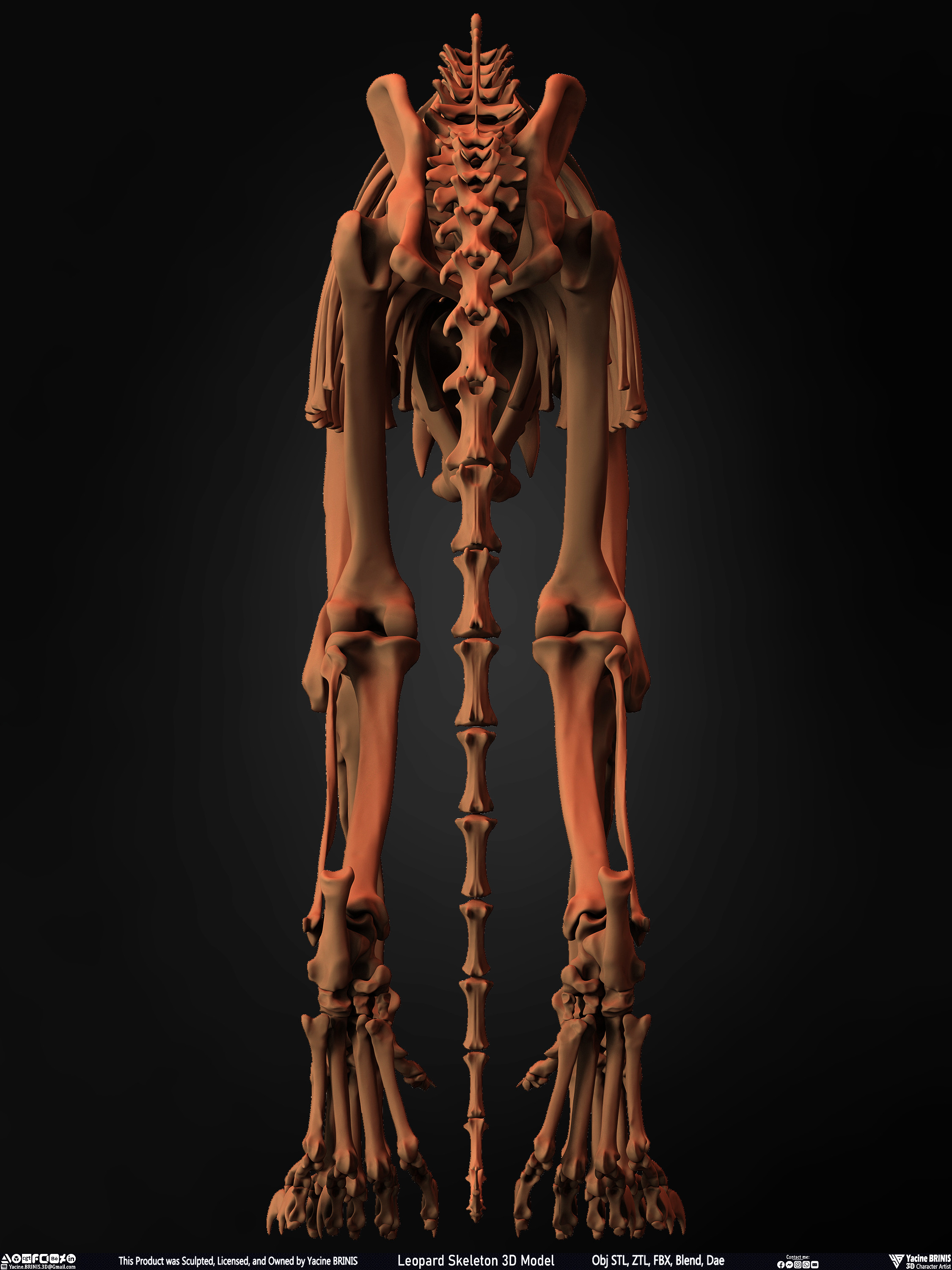 Leopard Skeleton 3D Model Sculpted By Yacine BRINIS 013