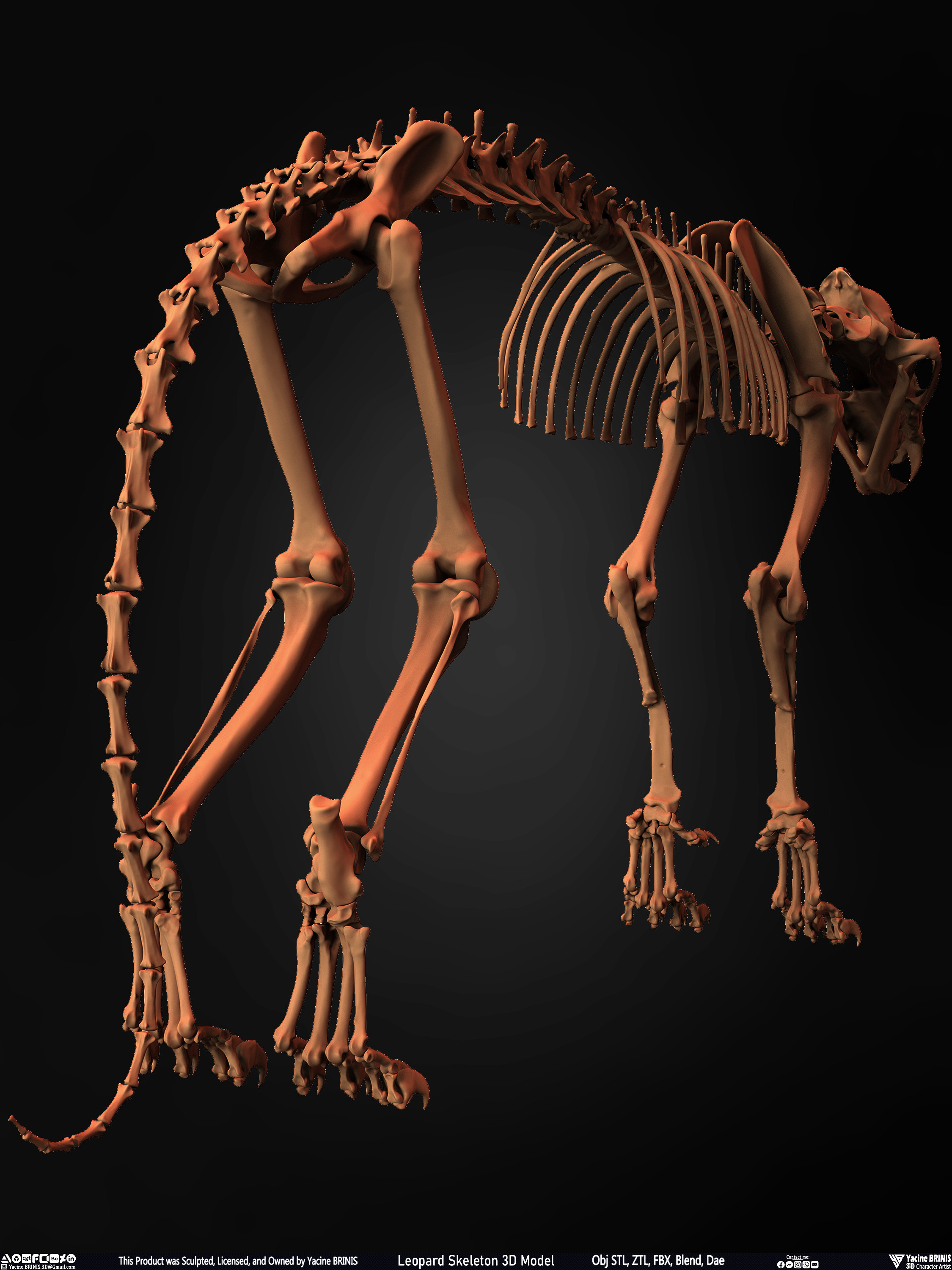 Leopard Skeleton 3D Model Sculpted By Yacine BRINIS 014